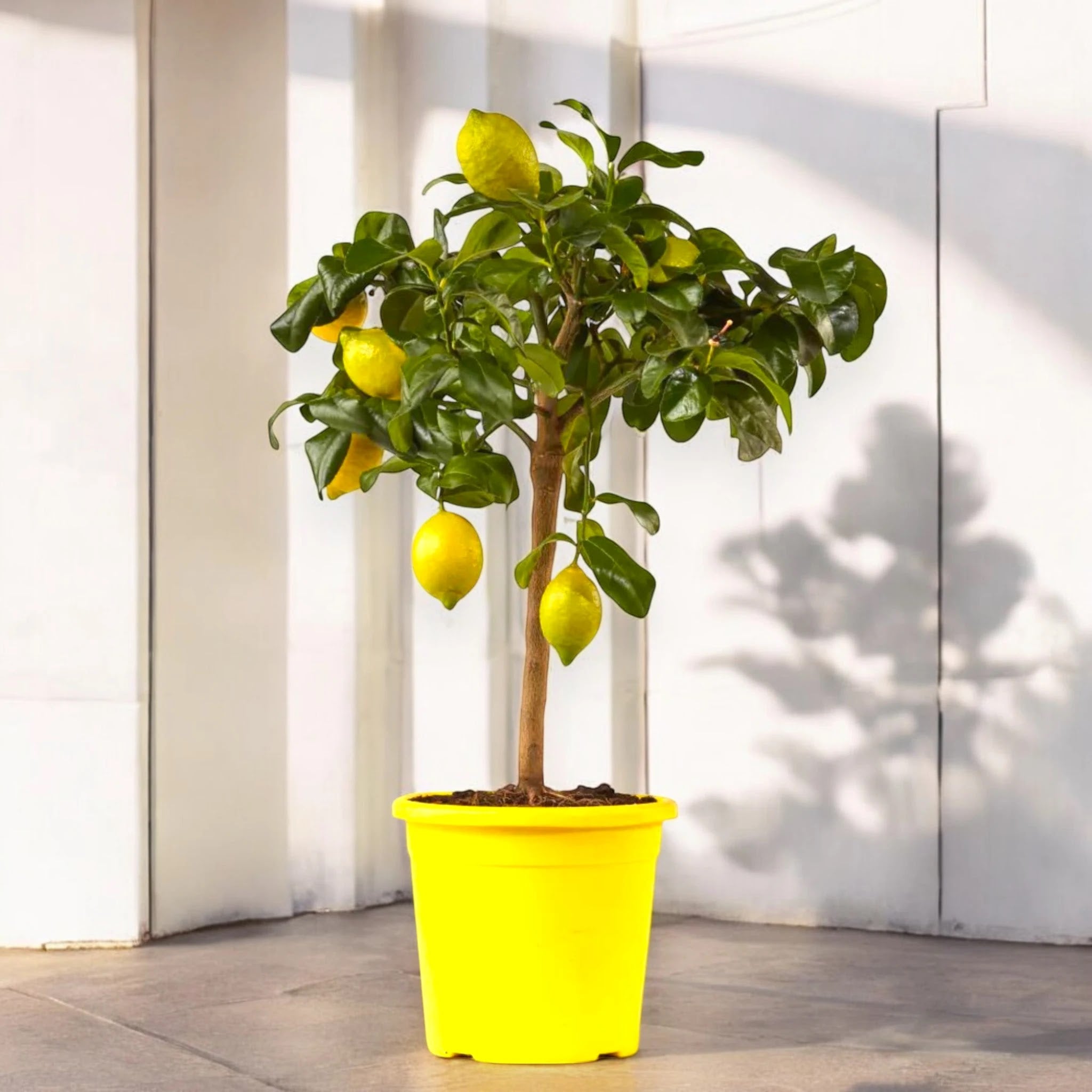 Limoni gialli maturi su pianta di Citrus limon ‘Zagara Bianca’