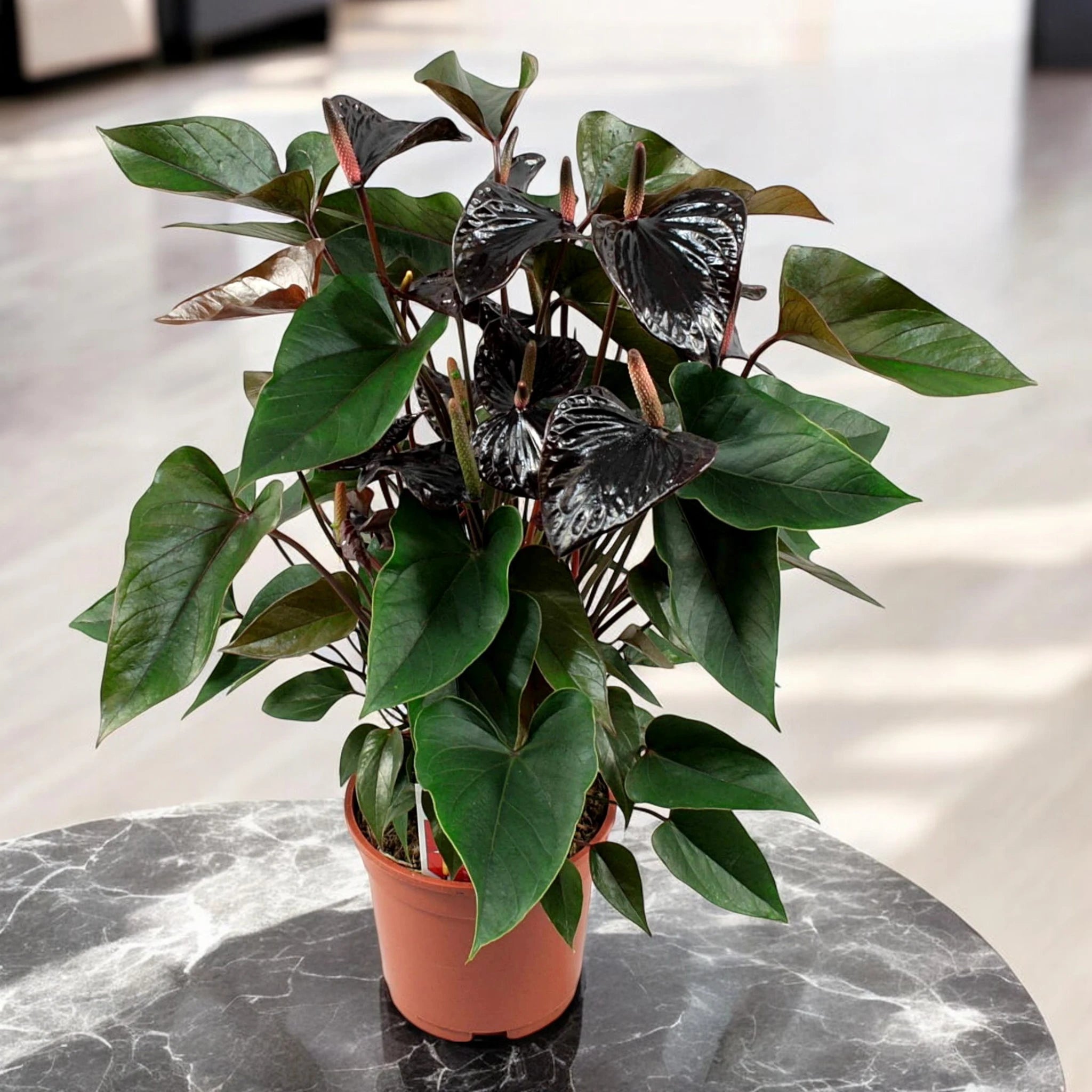 Anthurium Beauty Black in ambiente luminoso
