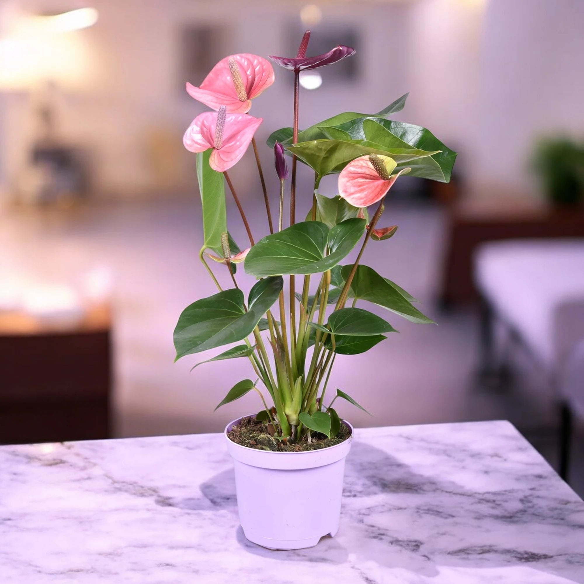 Anthurium Cavalli in ambiente luminoso