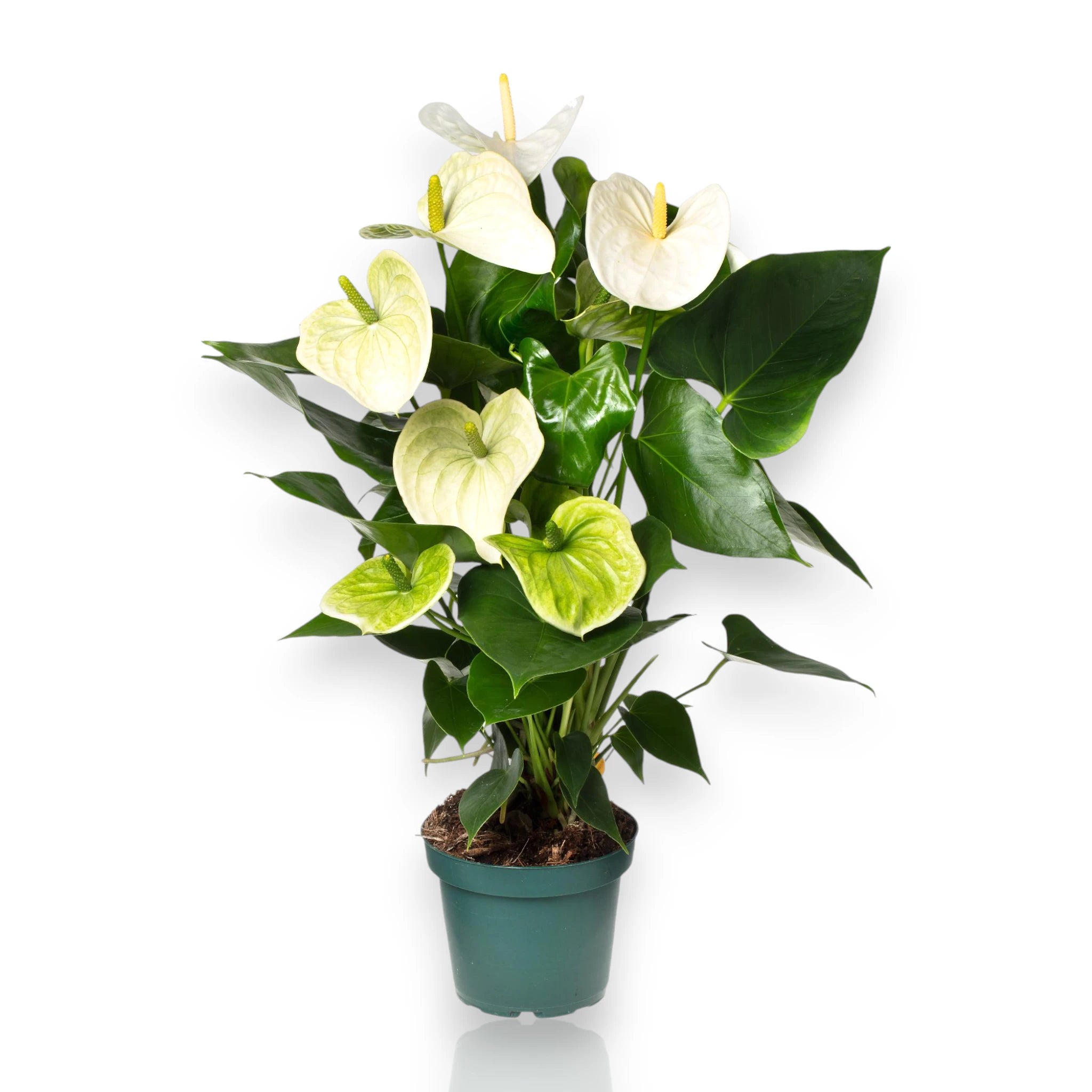 Anthurium White Success in vaso