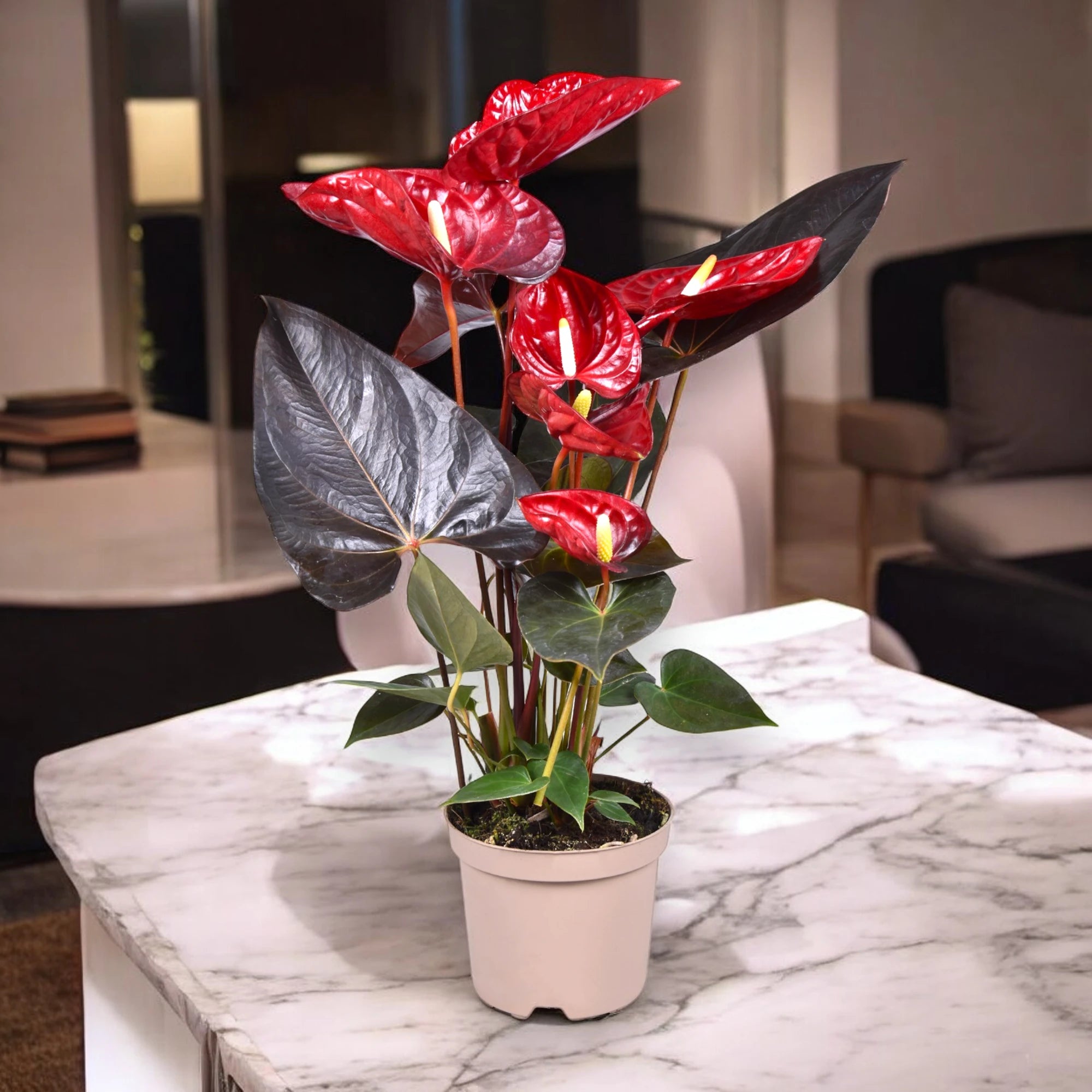 Anthurium andreanum 'Coral Champion' in casa