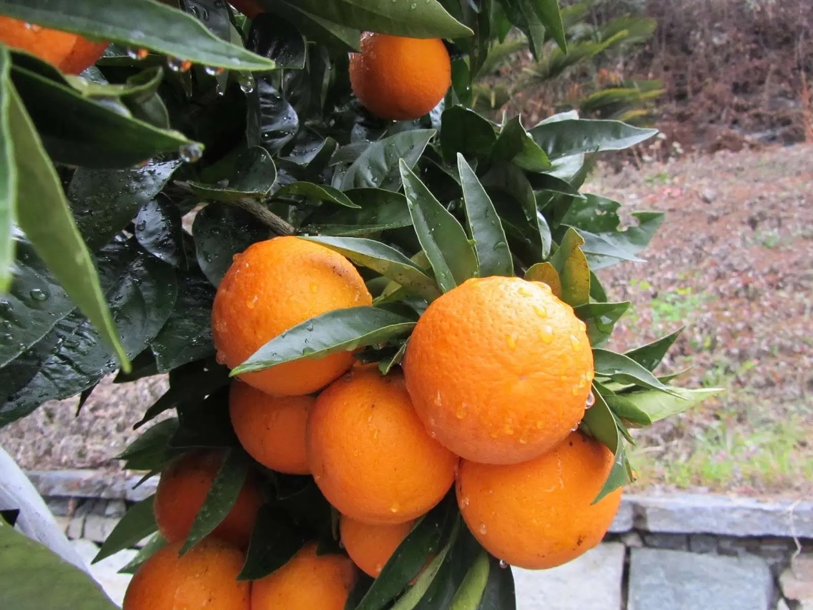 Primo piano di frutti di arancio dolce