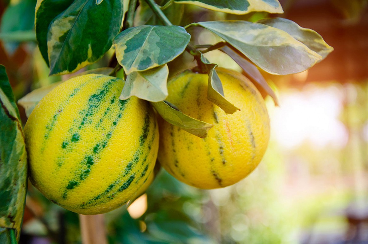 Arancio variegato Citrus sinensis Variegata con foglie striate verde-crema