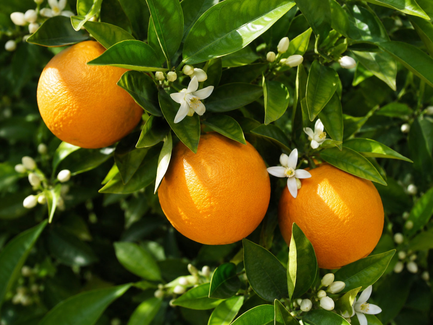 Primo piano di frutti di arancio Washington Navel