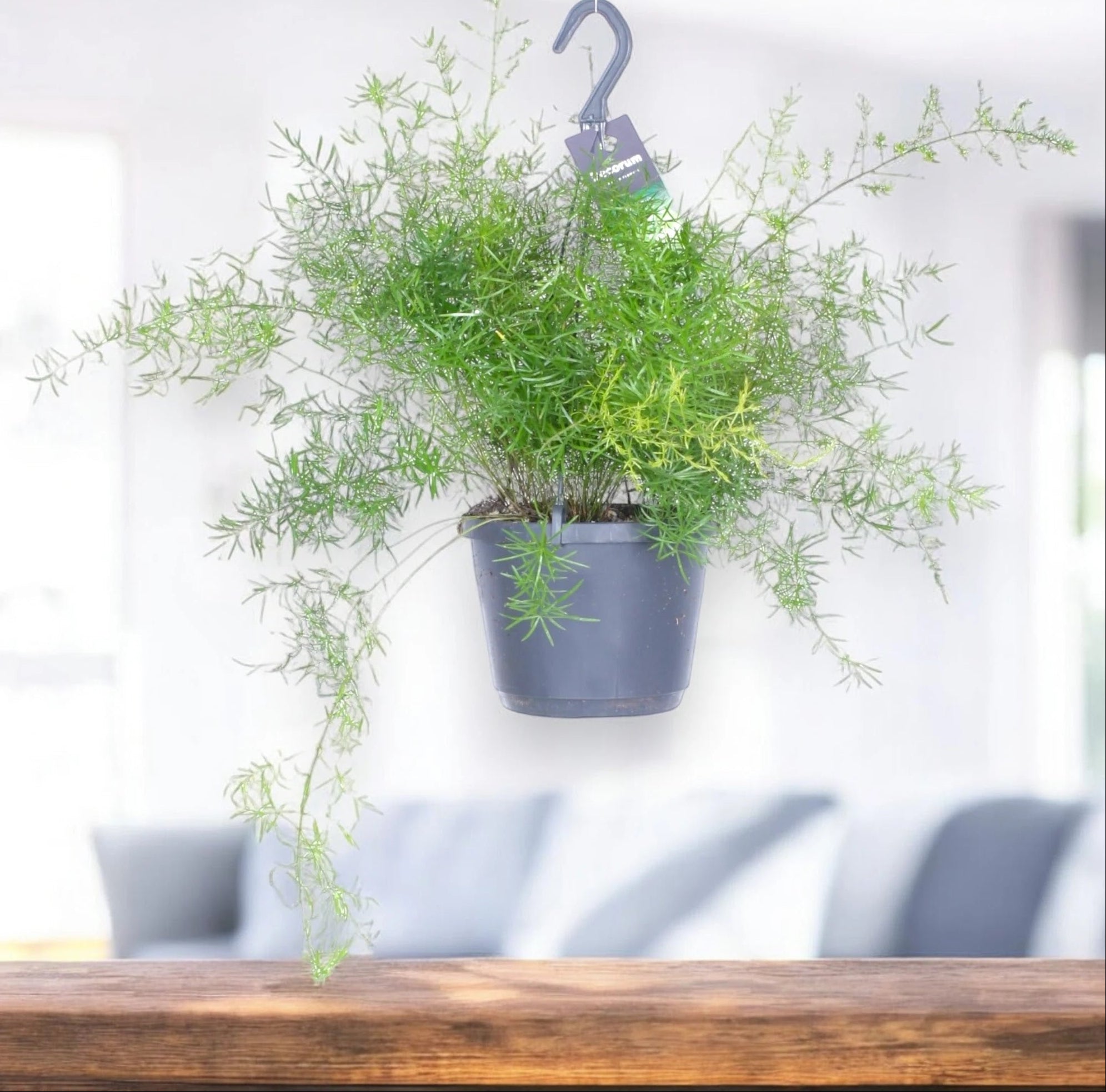 Asparagus densiflorus 'Sprengeri'