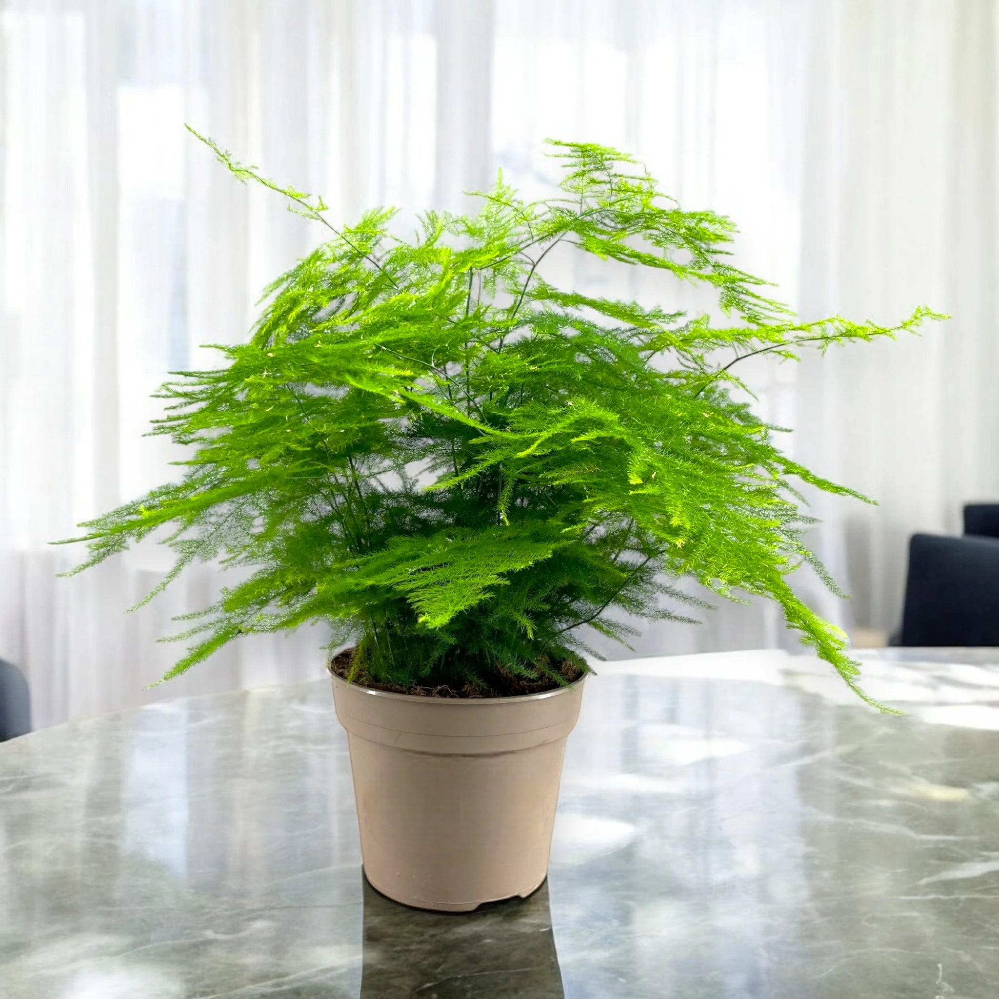 Asparagus setaceus Plumosus in sala