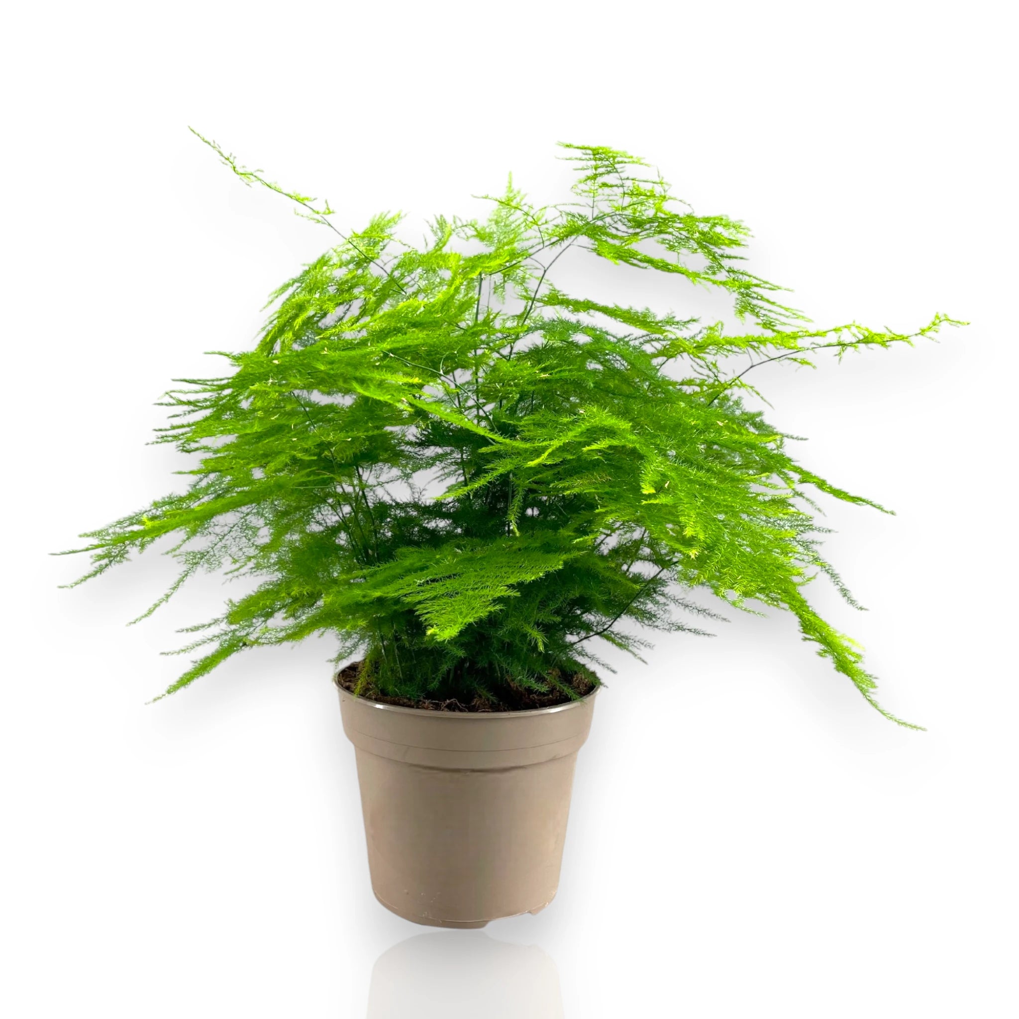 Asparagus setaceus 'Plumosus' sfondo bianco