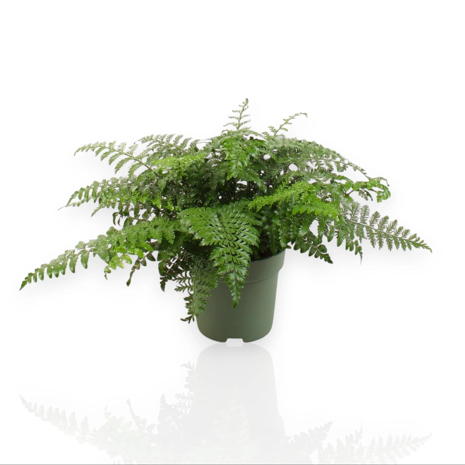 Asplenium parvati in vaso