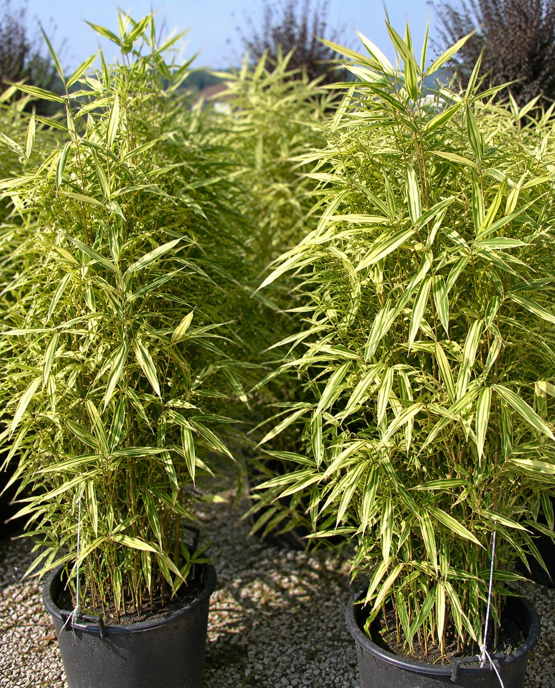 Bambù Variegato Shiroshima con le foglie molto larghe e fogliame spettacolare.