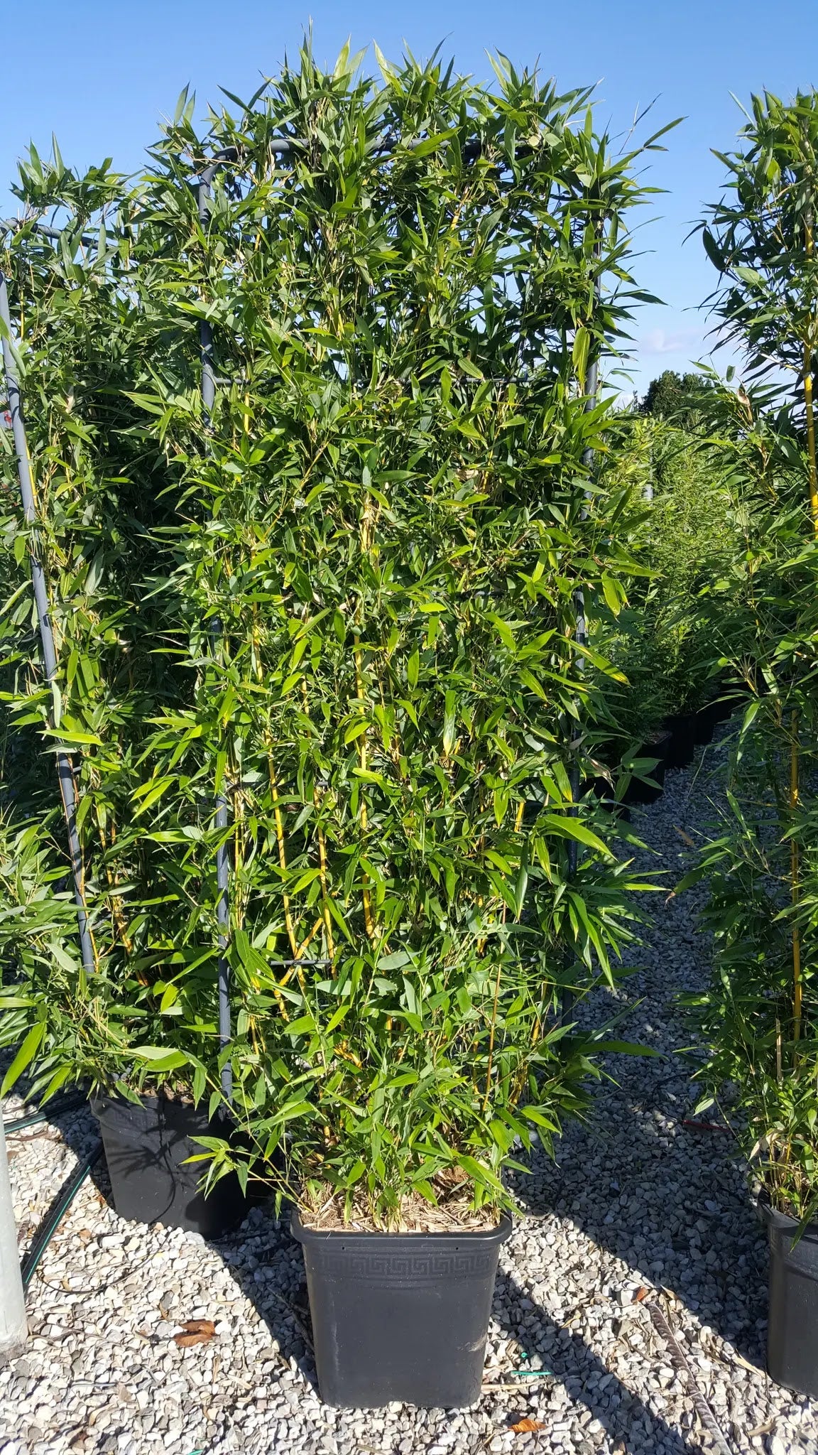 Bambù Phyllostachys Spectabilis in vaso