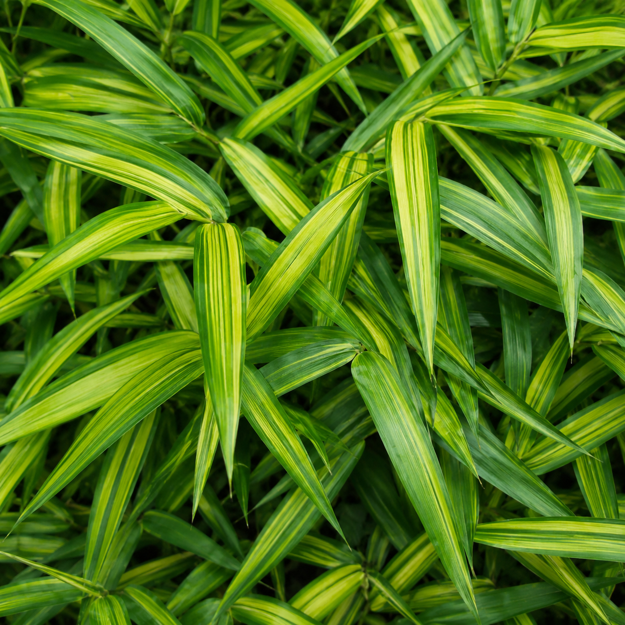 Dettaglio di foglie variegate del bambù nano Pleioblastus auricomus verde e giallo.
