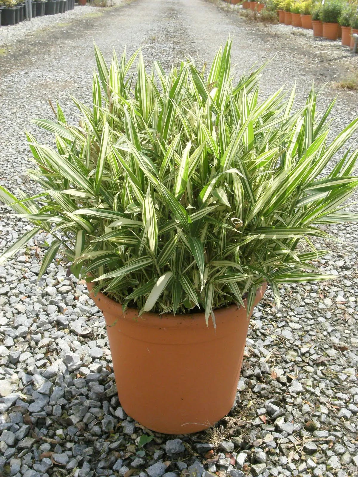 Bambù nano Pleioblastus fortunei con fogliame variegato verde e crema