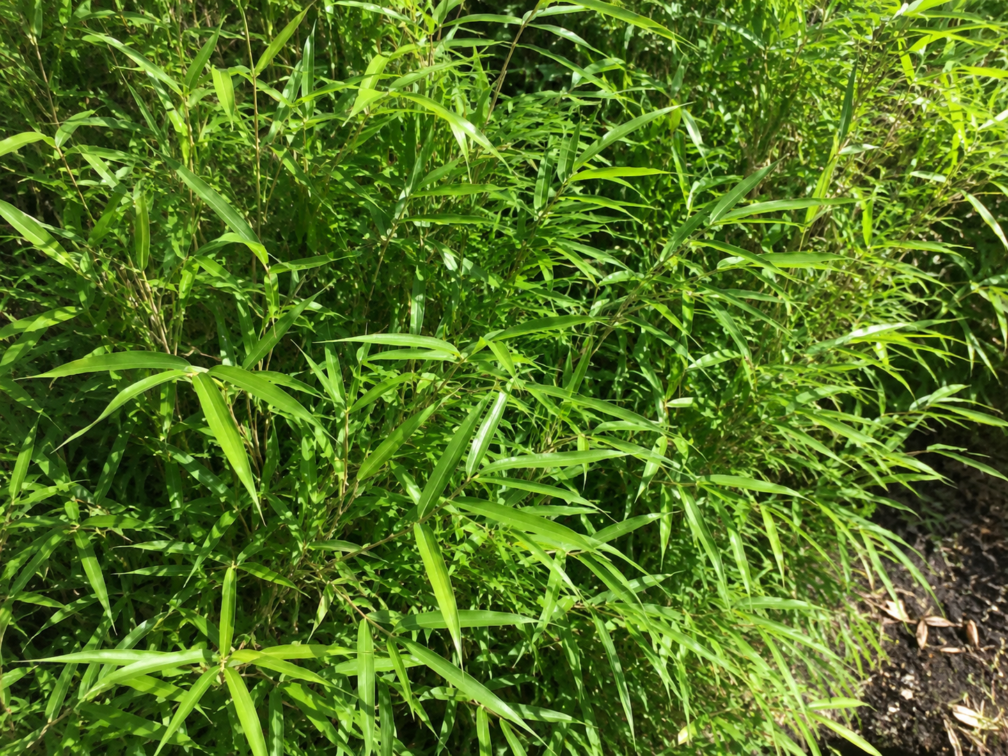 Fogliame fitto di Bambusa tsutsumiana con lunghe foglie verdi illuminate dal sole.