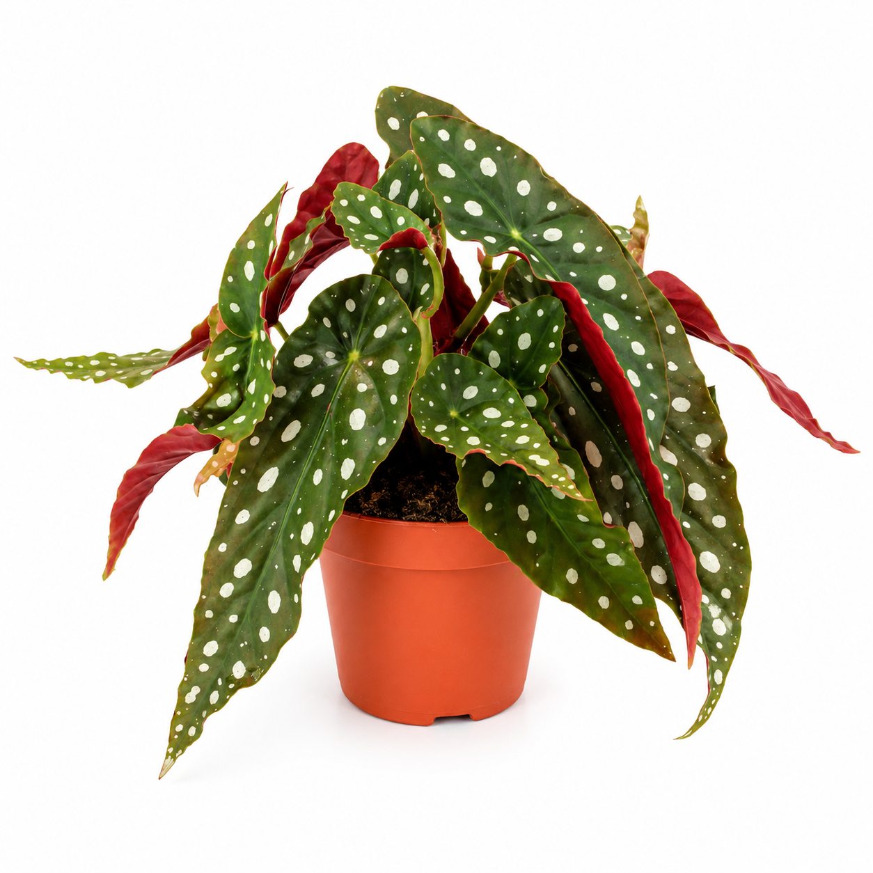 Begonia maculata
