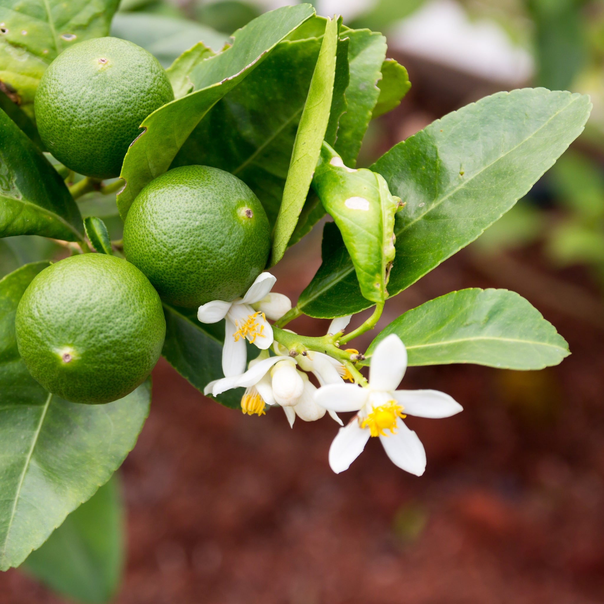 Pianta di bergamotto Citrus bergamia con frutti maturi nel giardino mediterraneo