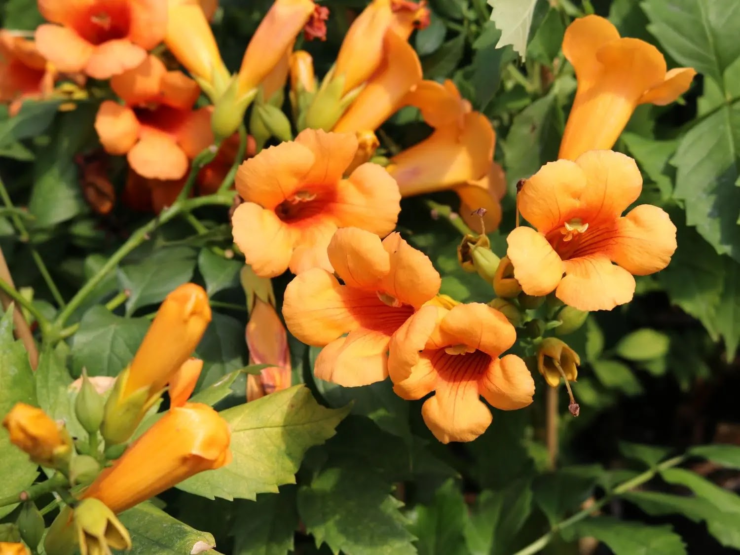 Bignonia - Campsis tagliabuana 'Indian Summer'