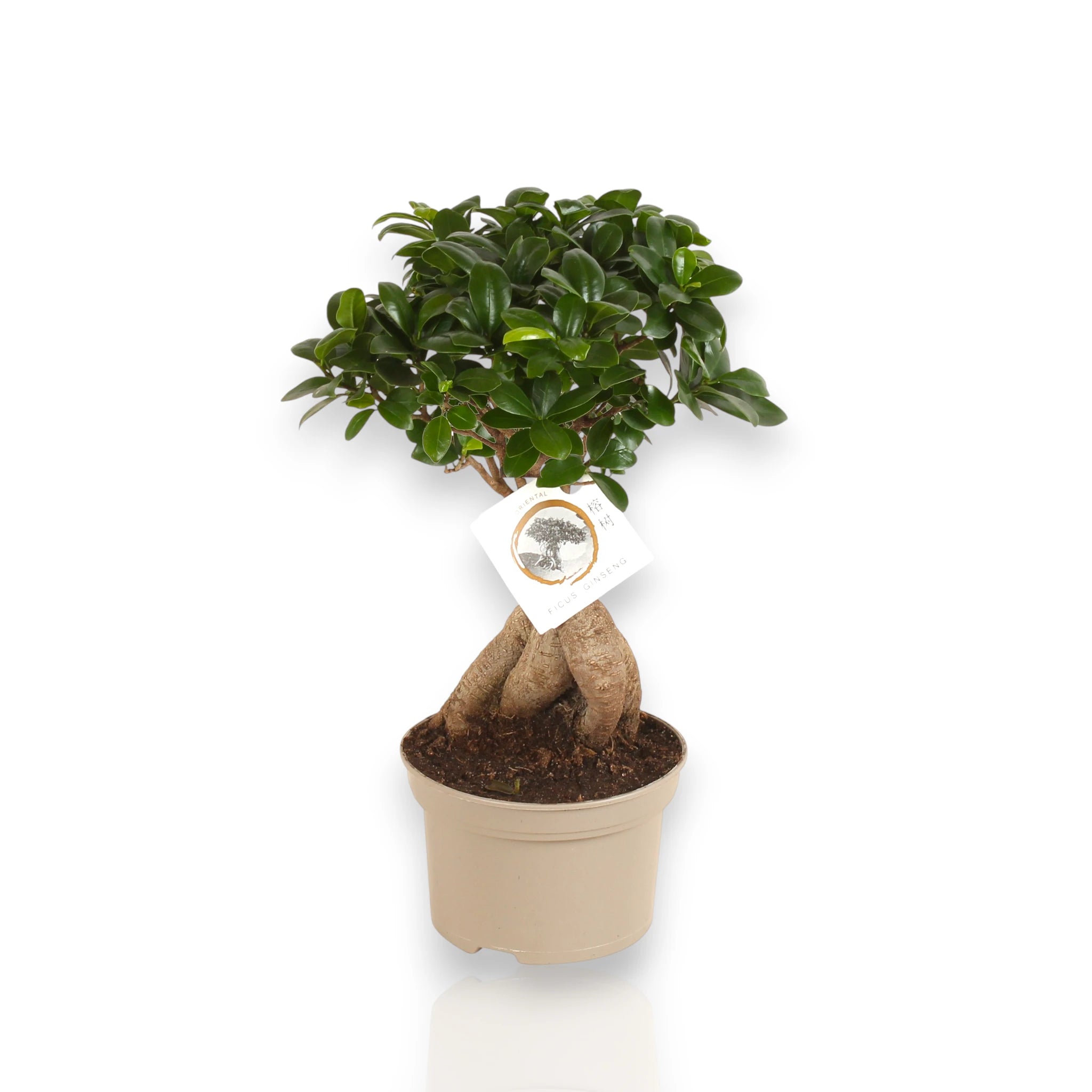 Ficus Ginseng ornamentale