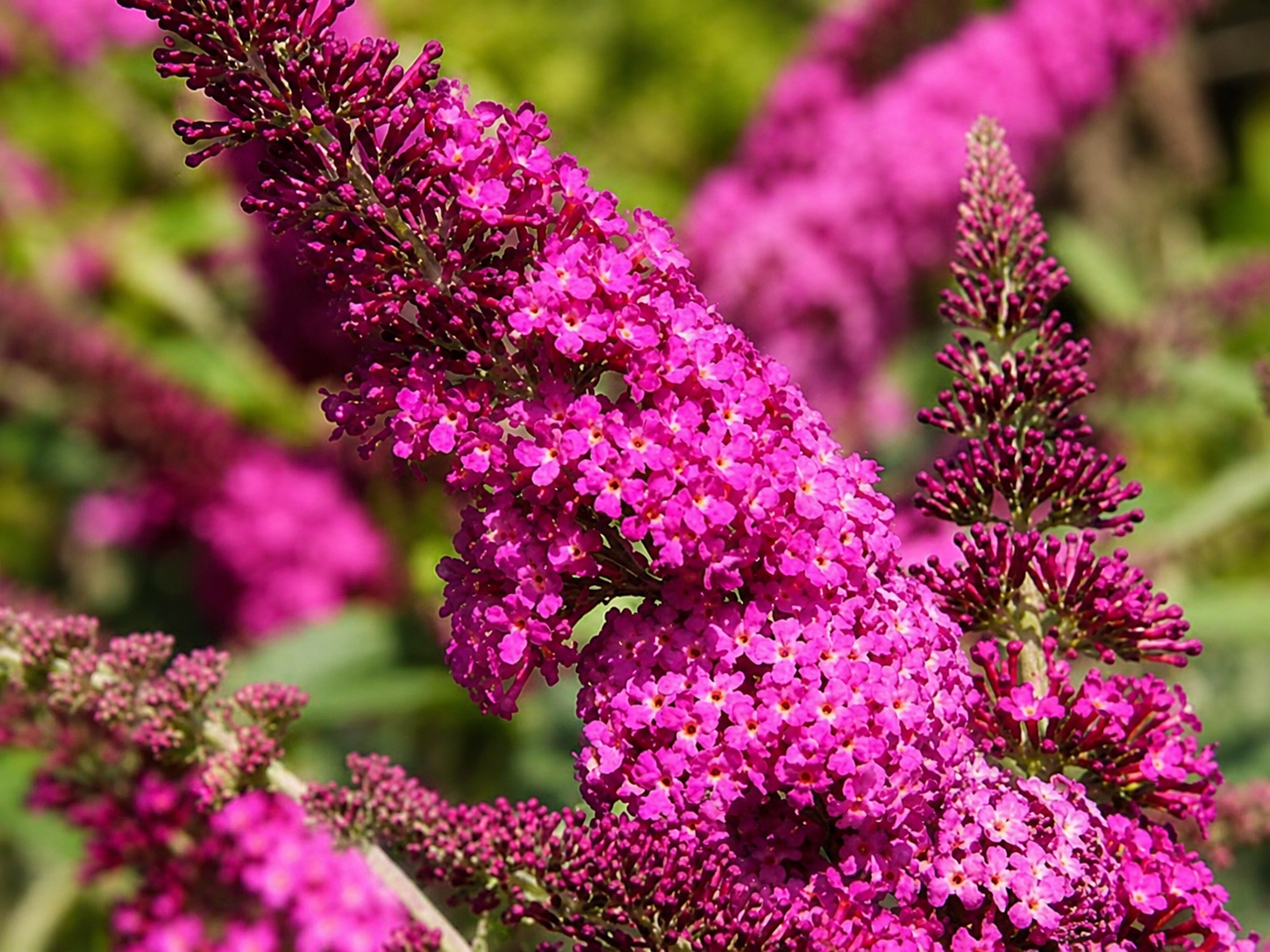 Spighe rosa intenso di Buddleja Miss Ruby