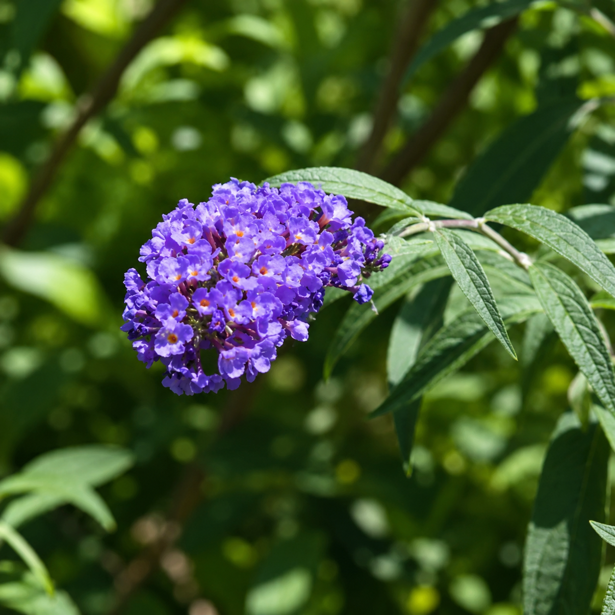 Spiga blu-viola di Buddleja Nanho Blue