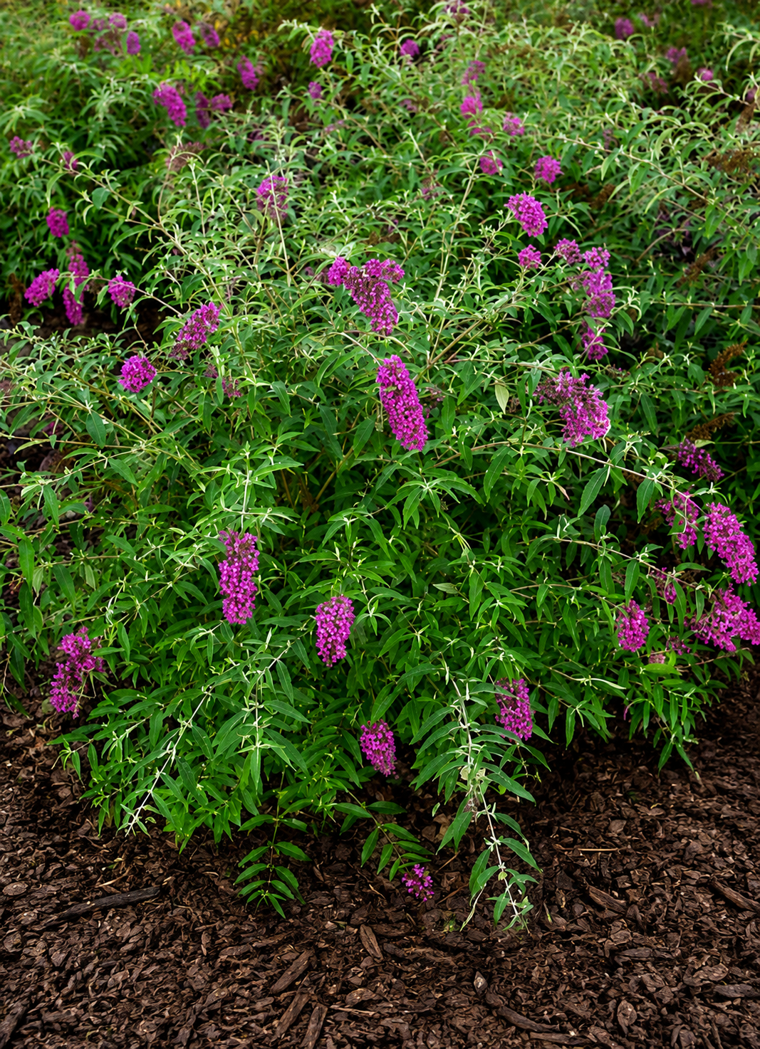 Arbusto fiorito di Buddleja Nanho Purple