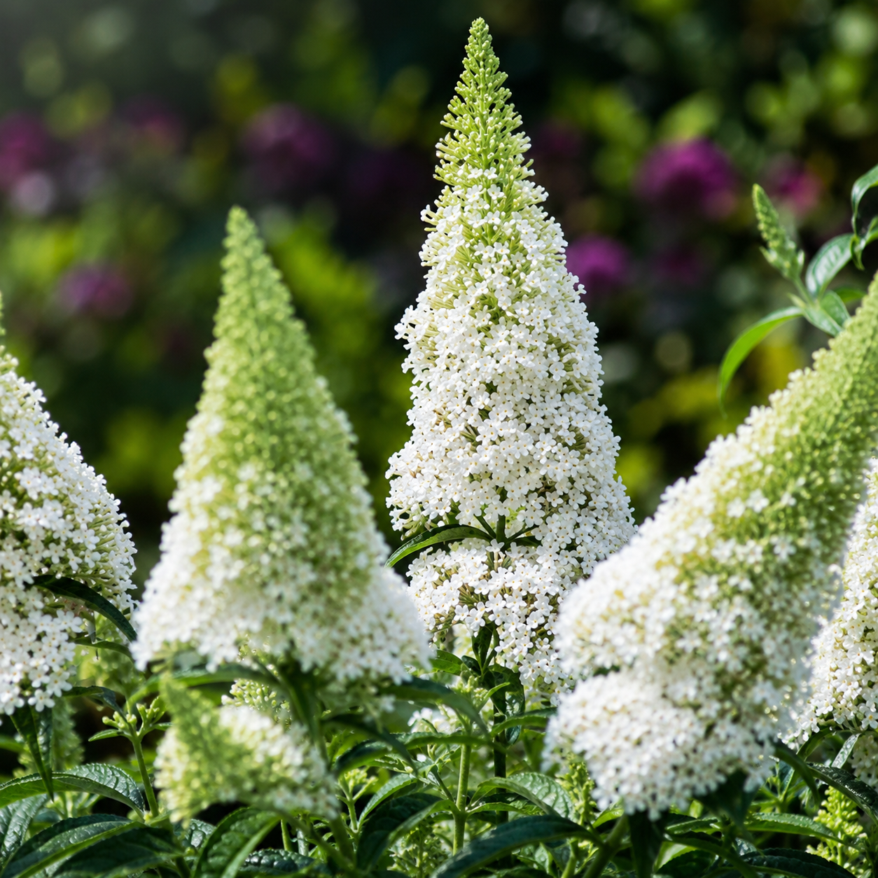 Spighe bianche di Buddleja Nanho White
