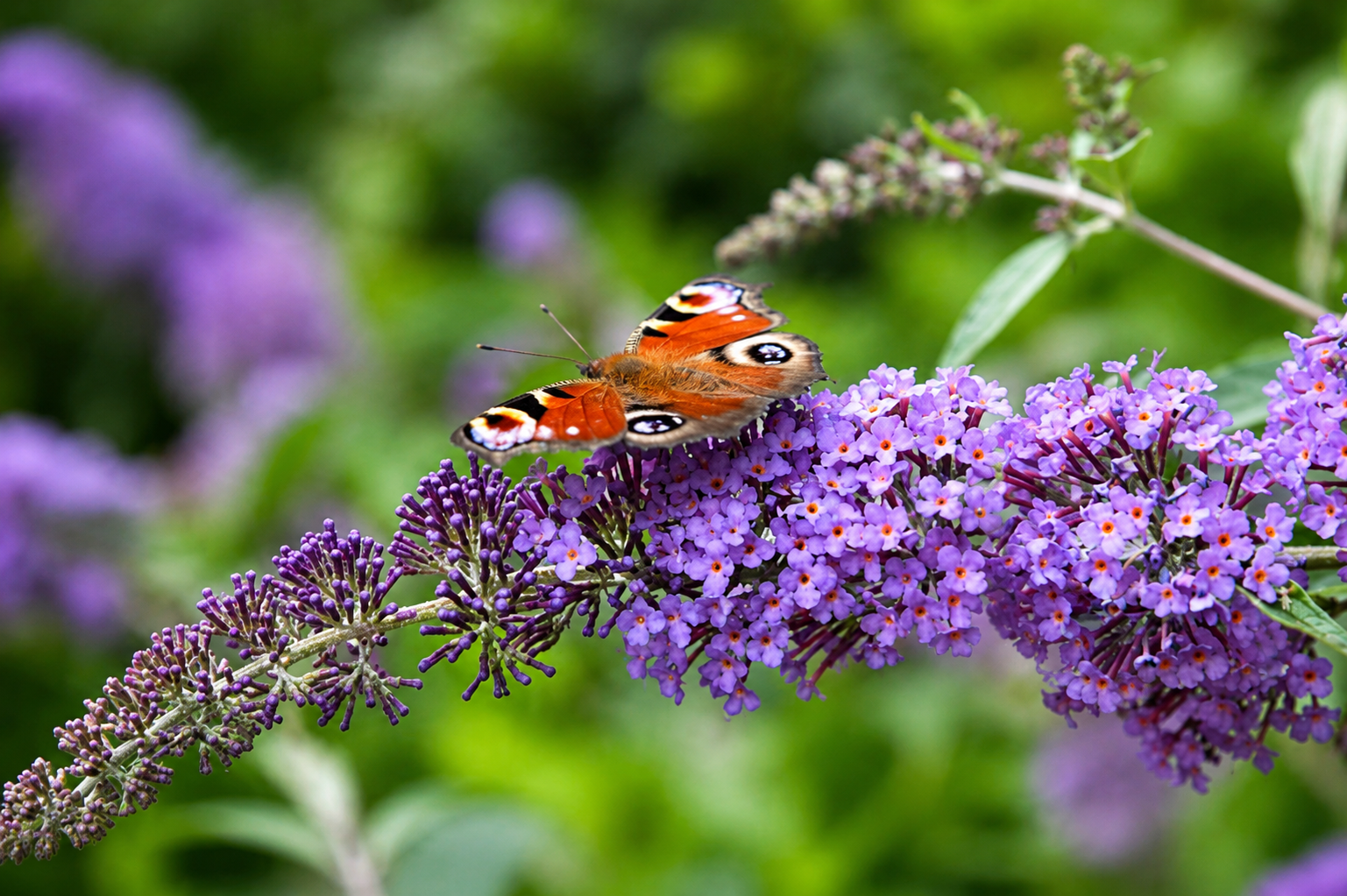 Farfalla su fiori viola di Buddleja Purple Chip
