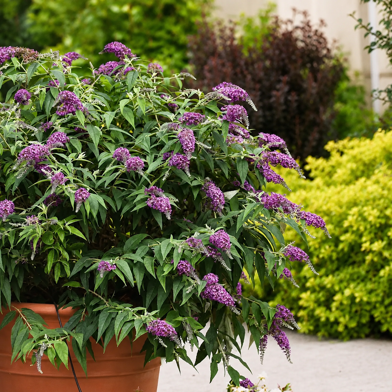 Arbusto compatto di Buddleja Purple Chip