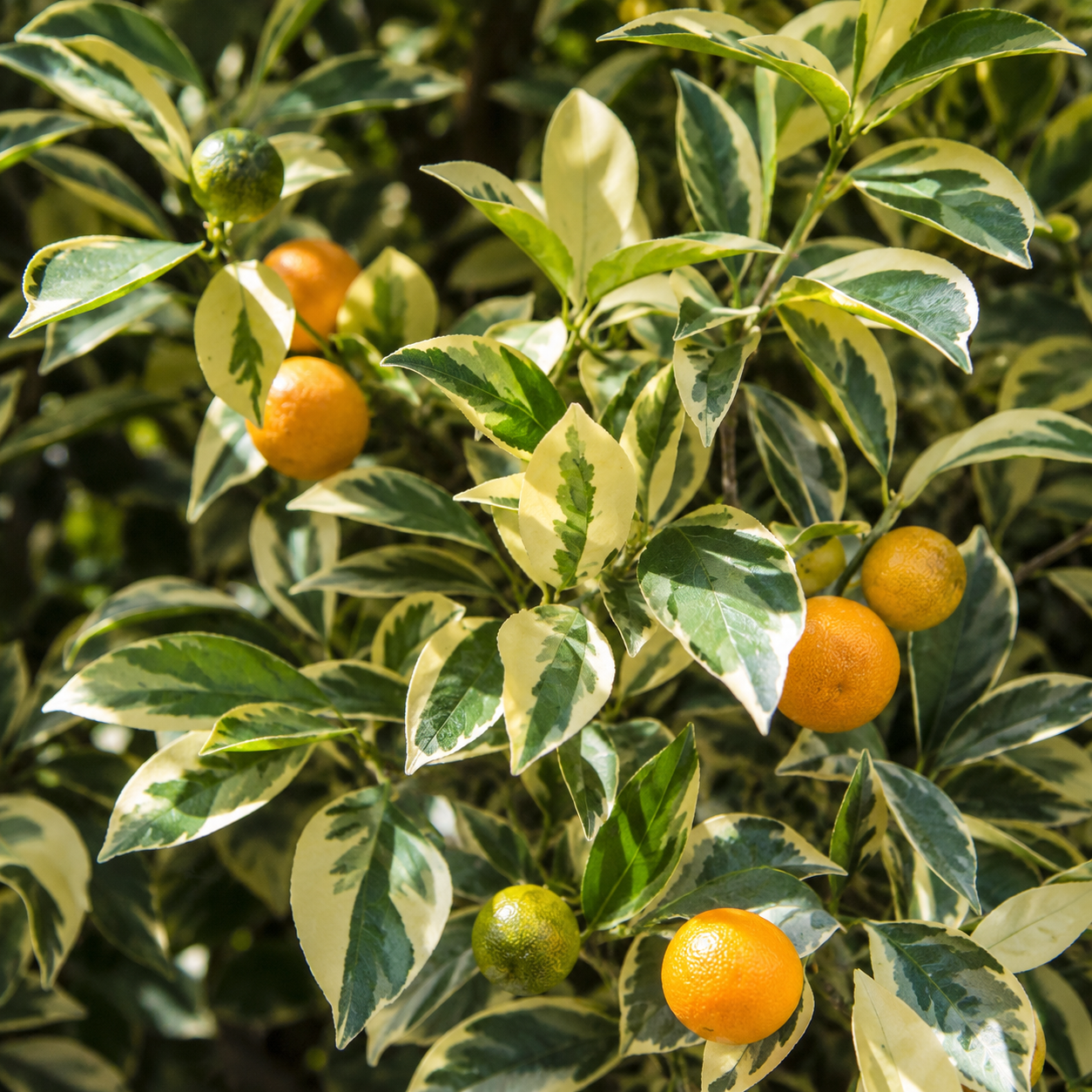 Primo piano di frutti di calamondino variegato con fogliame verde e crema brillante