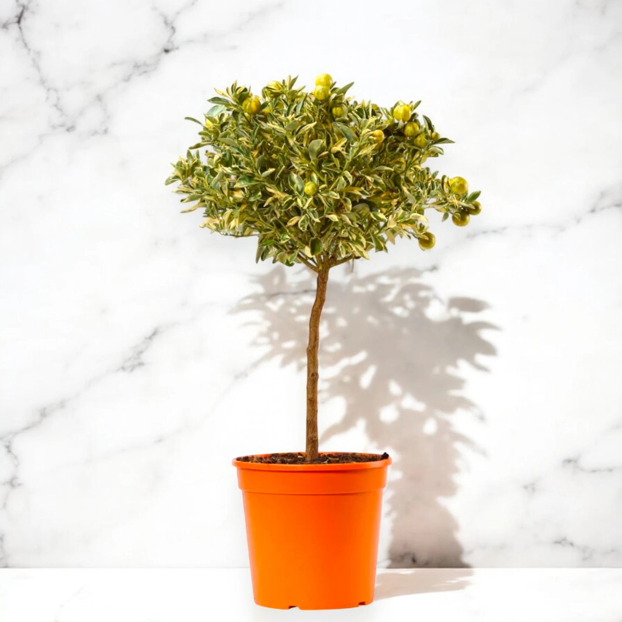 Calamondino variegato ornamentale dal fogliame screziato crema e verde