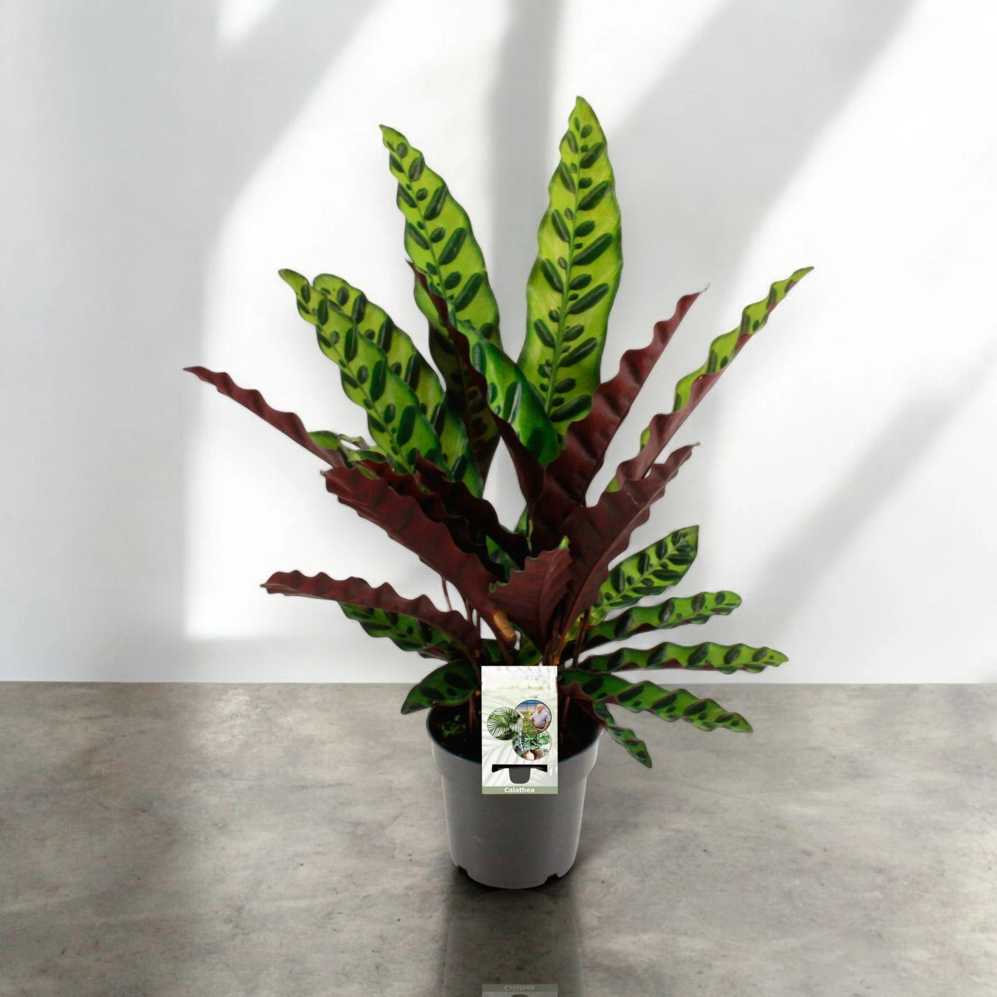 Calathea lancifolia su tavolo moderno