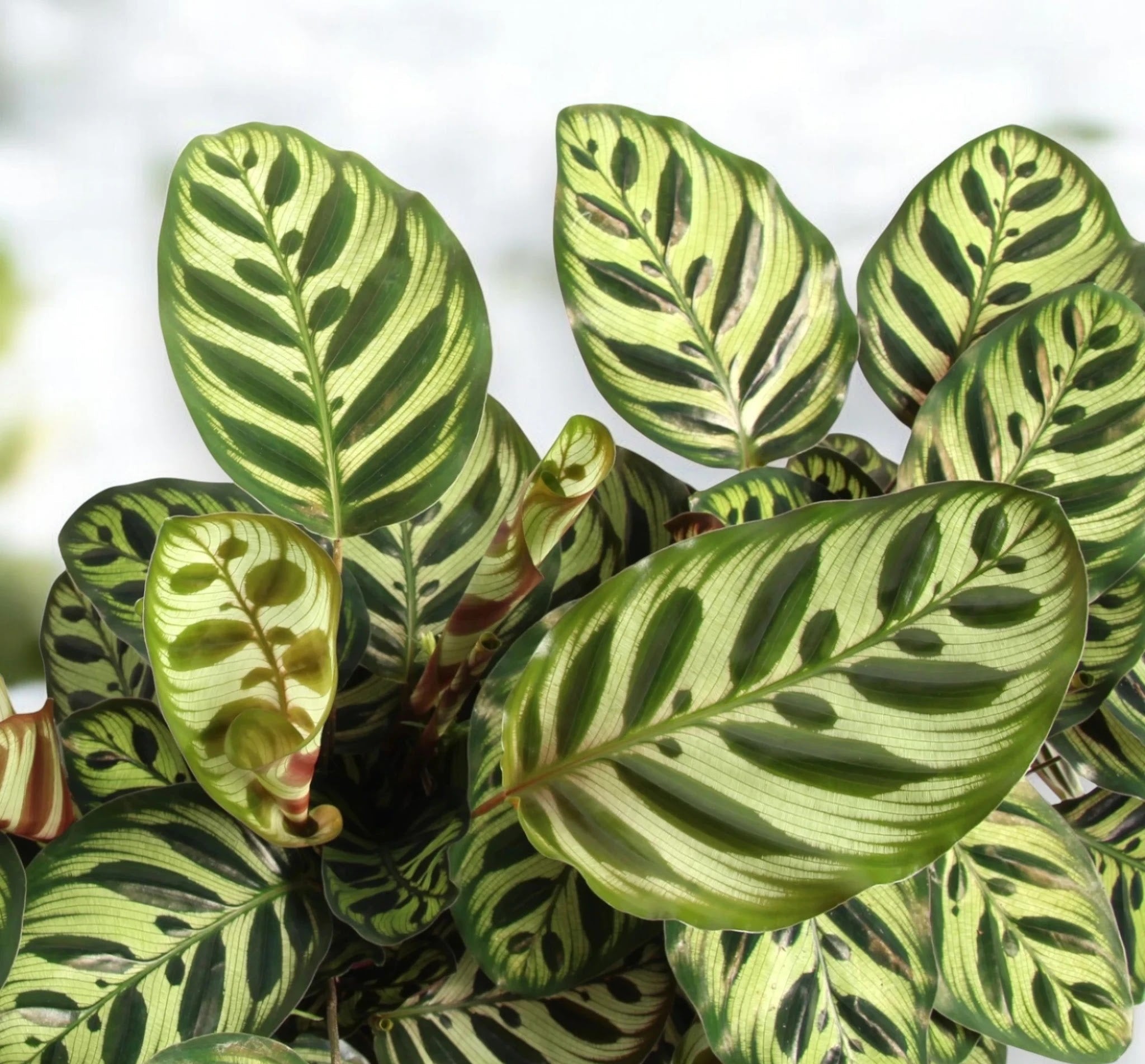 Calathea makoyana