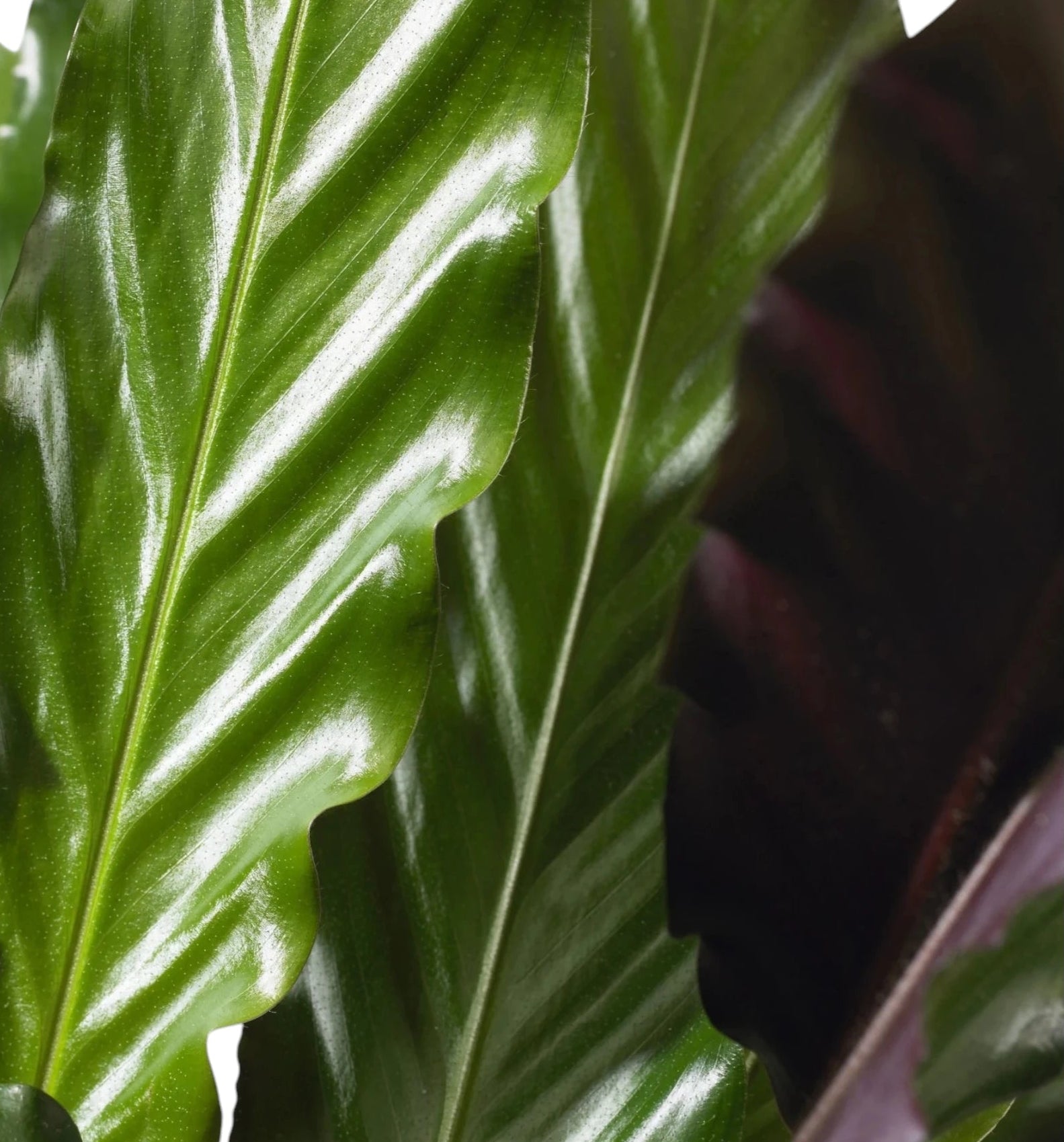 Calathea rufibarba, dettaglio del rovescio viola delle foglie