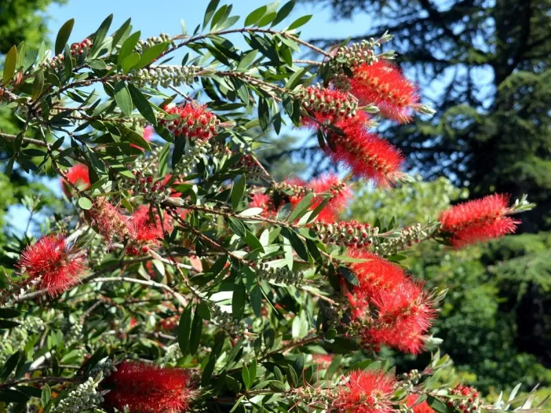 Fiori rossi di Callistemon Laevis