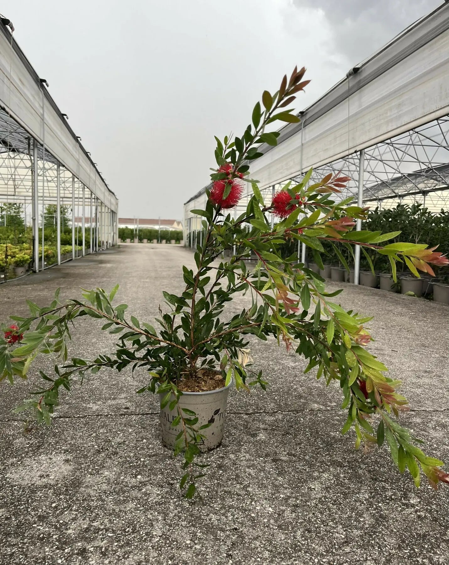 Pianta di Callistemon fiorita in vaso