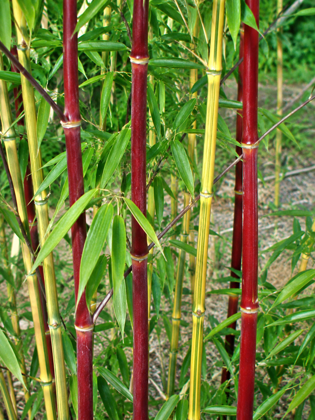 Canne rosse e gialle di bambù ornamentale