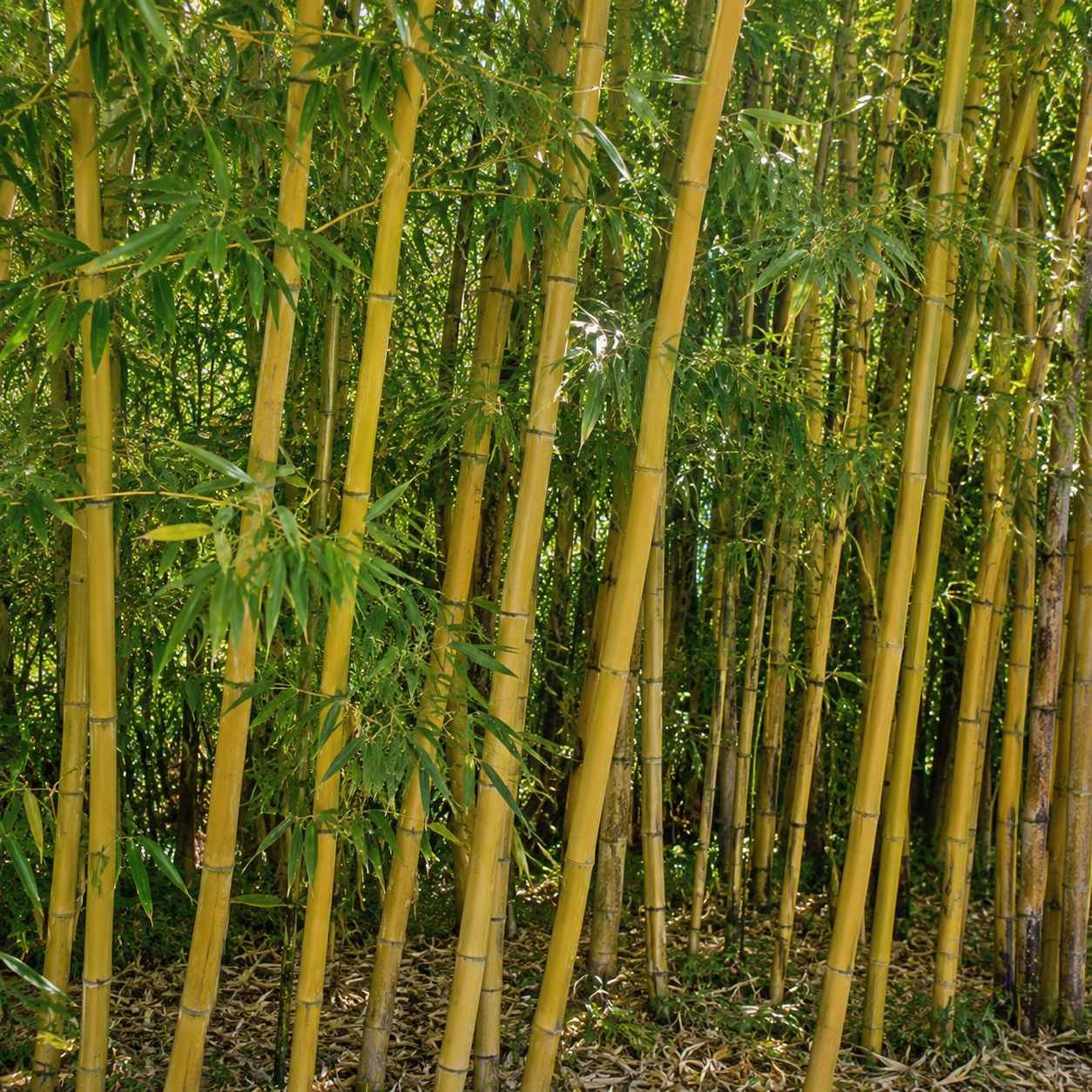 Canne giallo dorato di Phyllostachys aurea