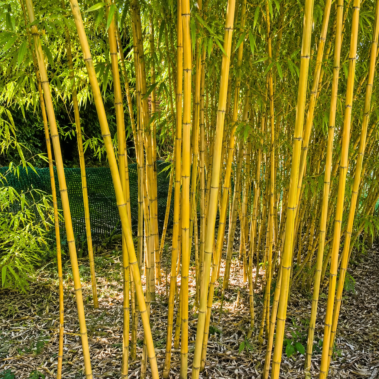 Canne gialle di bambù ornamentale fitto