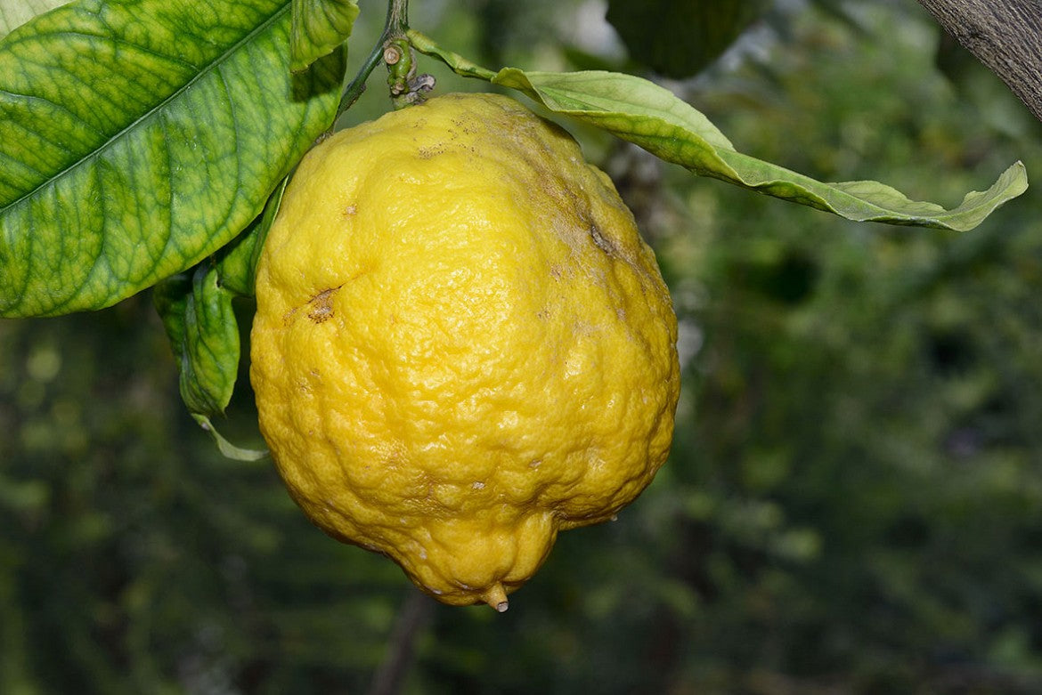 Frutti maturi di cedro dalla buccia spessa e rugosa