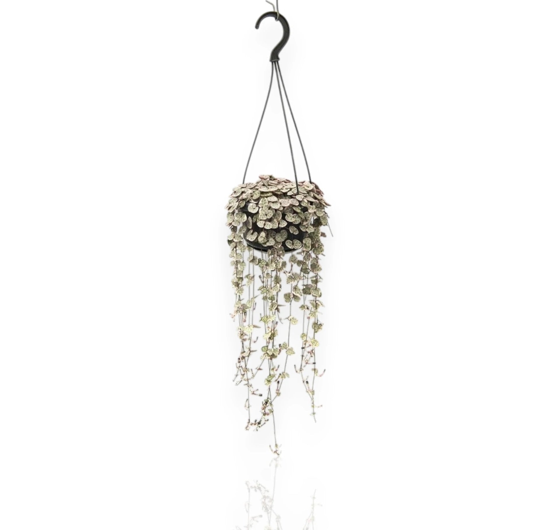 Ceropegia woodii variegata in vaso sospeso con lunghi tralci ricadenti e foglie a cuore variegate