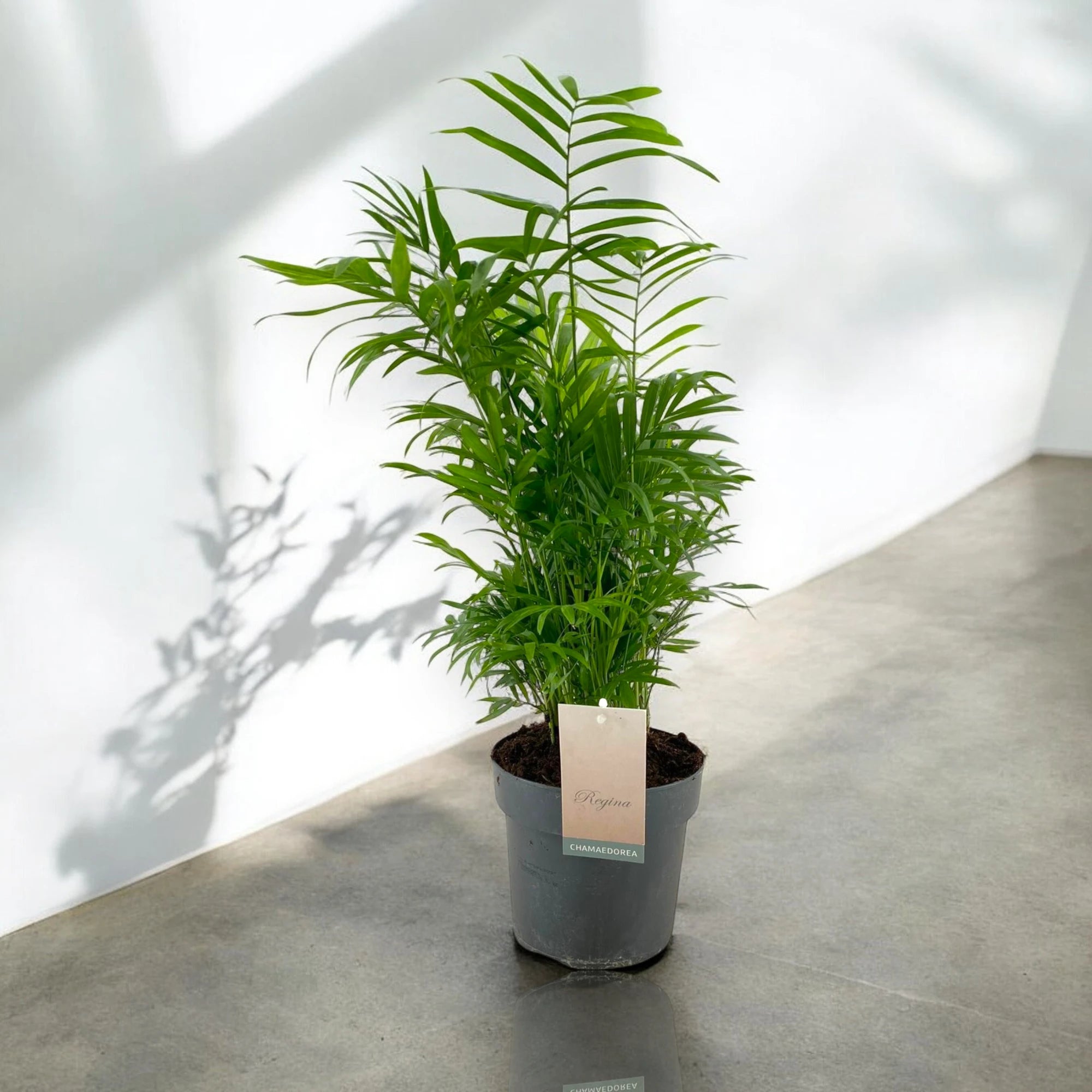 Chamaedorea elegans in casa