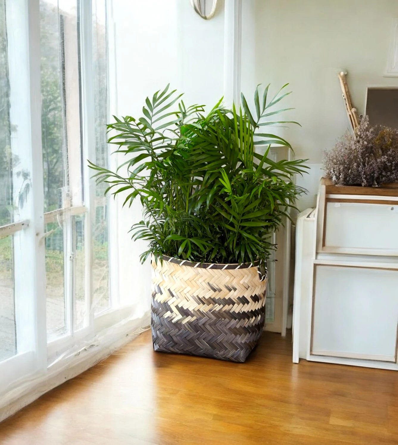 Chamaedorea elegans pianta da interno