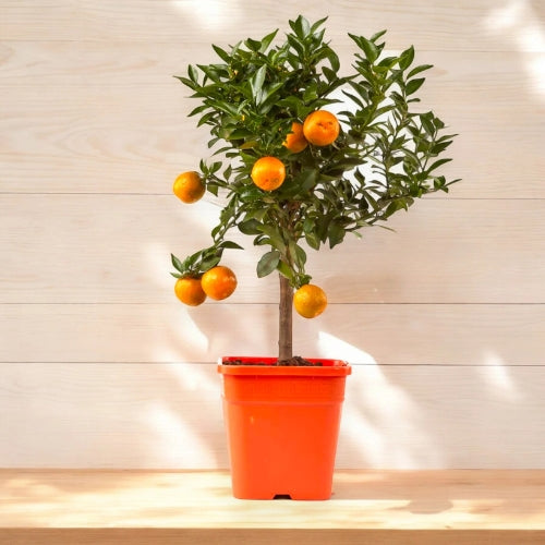 Chinotto ornamentale dalla chioma fitta e compatta con piccoli agrumi