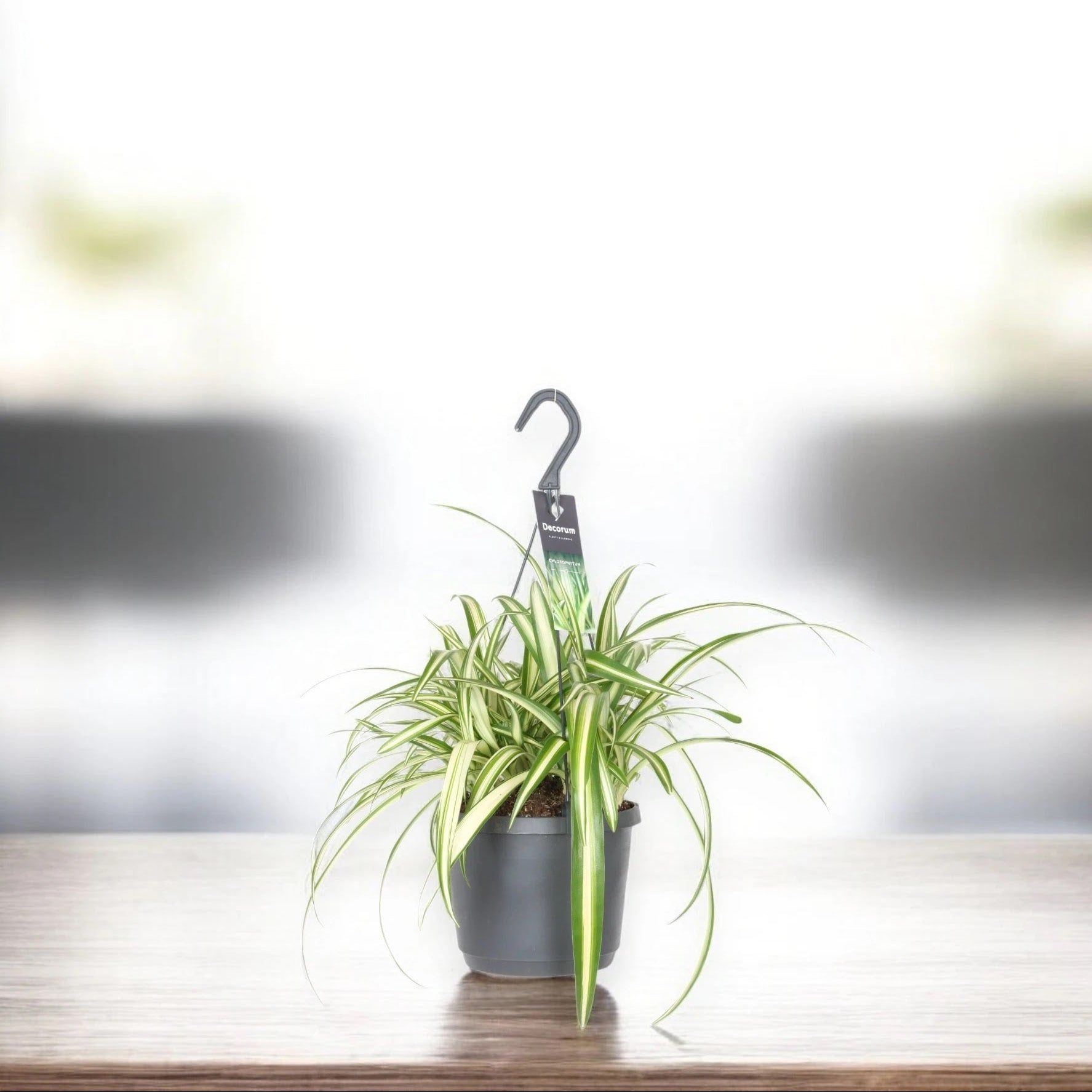 Chlorophytum comosum Variegatum in vaso