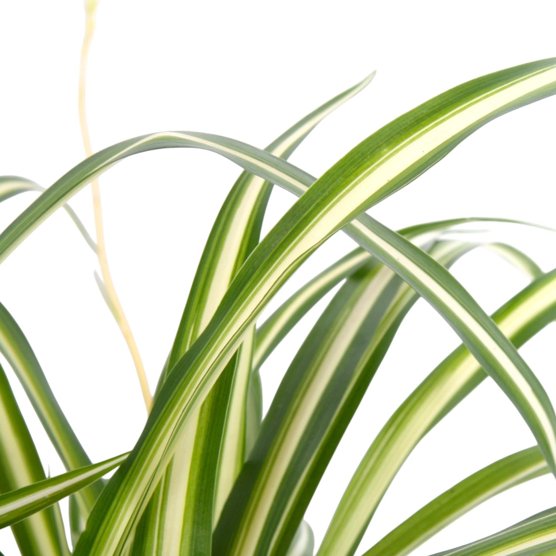 Chlorophytum comosum 'Variegatum' dettaglio