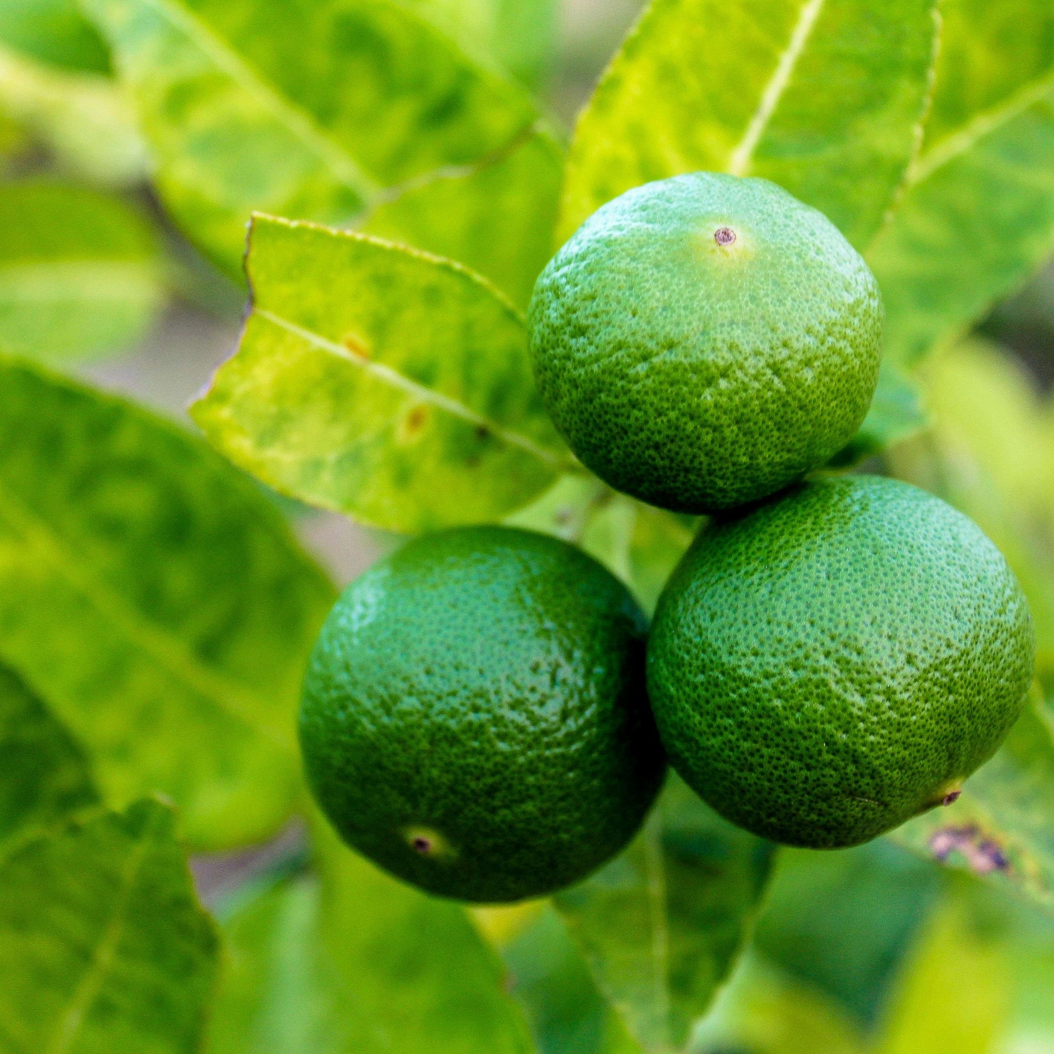 Dettaglio frutti di bergamotto dalla buccia rugosa con foglie verdi lucide