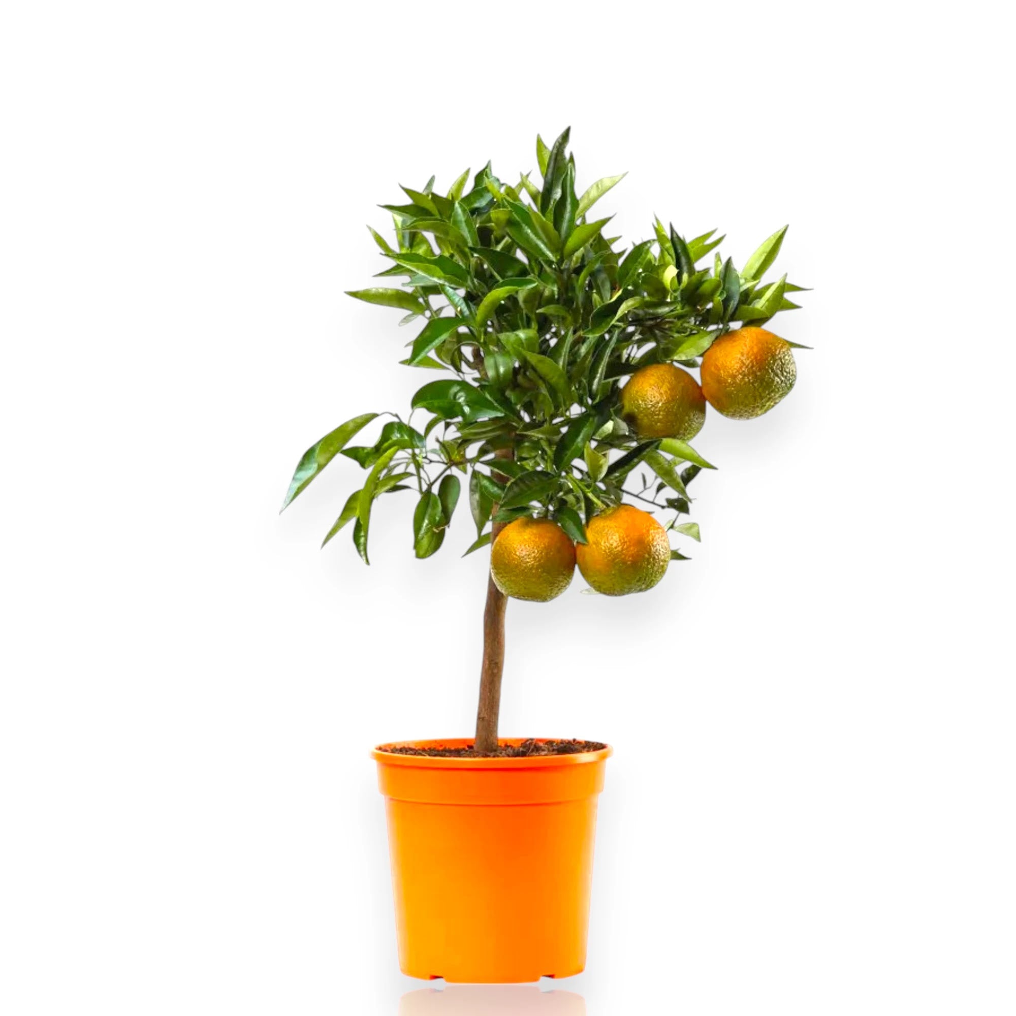 Citrus clementina con clementine mature e foglie verdi lucide