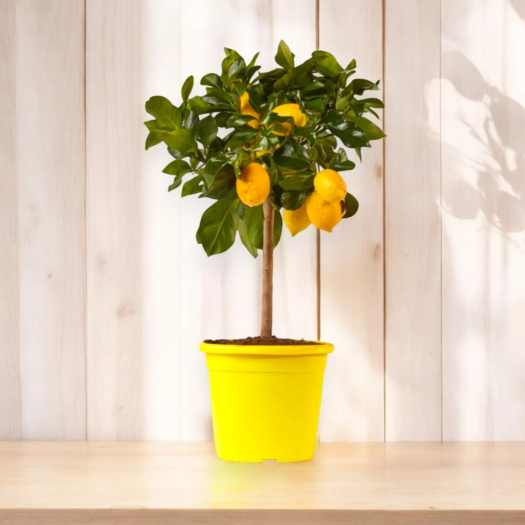 Limone Amalfitano in vaso con agrumi allungati e foglie verdi