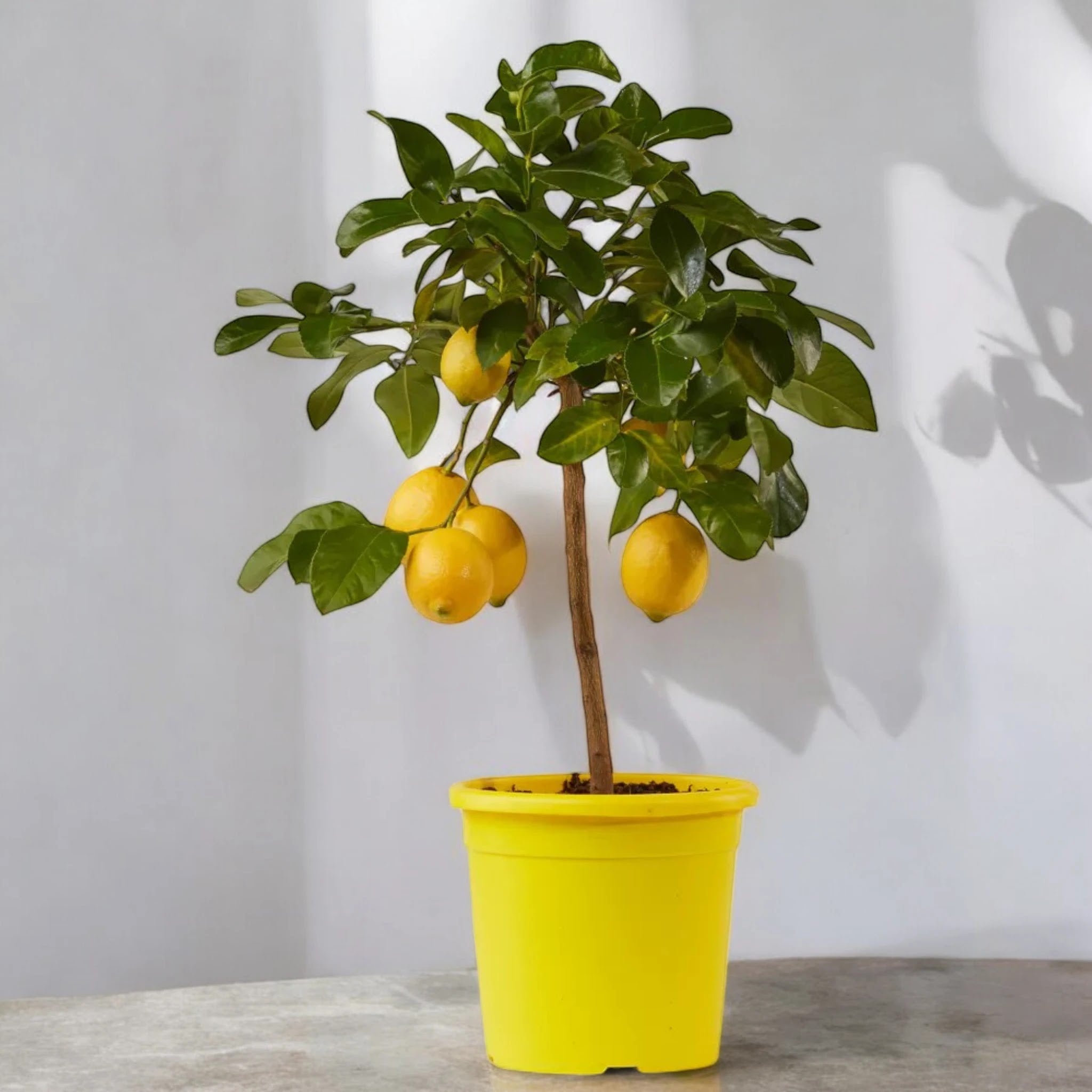 Limoni gialli Siracusano appesi ai rami di una pianta di agrumi