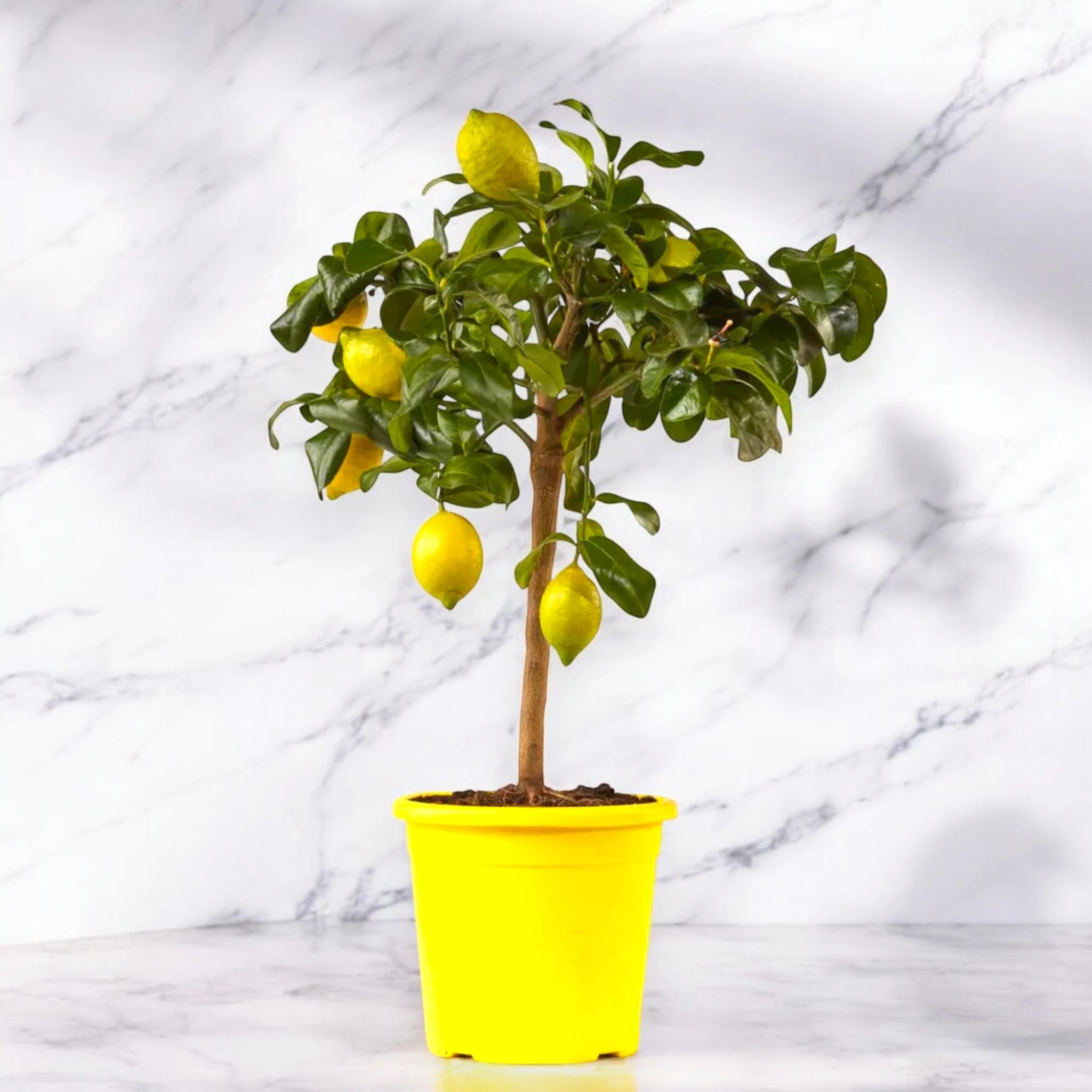 Limoni maturi di zagara su albero di Citrus limon ‘Zagara Bianca’