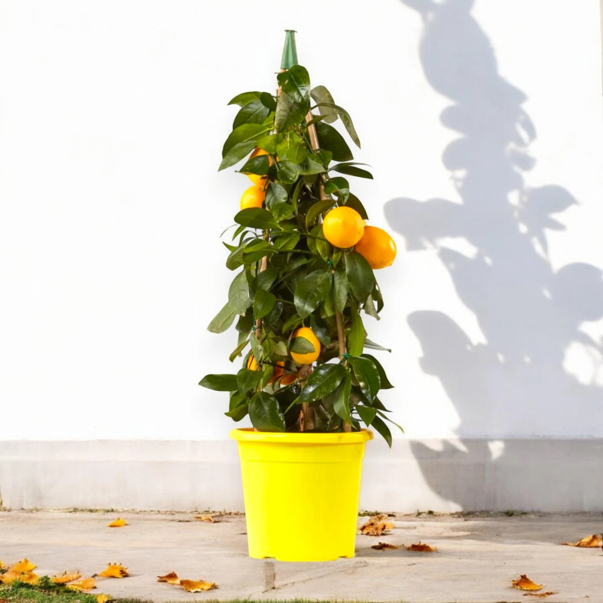 Pianta di limone Meyer coltivata in vaso
